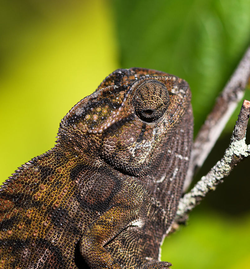 Carpet Chameleon - portrait, Pyreras Reserve, Madagascar Meet Furcifer lateralis, the Carpet Chameleon. Although these 2 individuals are *relatively* dull, many would consider this the most beautiful species of chameleon. Just enter it in image search and you will soon see why. In particular the female is wildly variable in color. Combined with their very fine granular pattern, it does make for a wild carpet. <br />
<br />
This is one of the chameleon species to change color based on mood, environment and time of day.<br />
<figure class="photo"><a href="https://www.jungledragon.com/image/85349/carpet_chameleon_-_portrait_2_pyreras_reserve_madagascar.html" title="Carpet Chameleon - portrait 2, Pyreras Reserve, Madagascar"><img src="https://s3.amazonaws.com/media.jungledragon.com/images/2/85349_thumb.jpg?AWSAccessKeyId=05GMT0V3GWVNE7GGM1R2&Expires=1759968010&Signature=tTELT7aeH1u5mawDSGdTvj8%2Bkc0%3D" width="200" height="134" alt="Carpet Chameleon - portrait 2, Pyreras Reserve, Madagascar Meet Furcifer lateralis, the Carpet Chameleon. Although these 2 individuals are *relatively* dull, many would consider this the most beautiful species of chameleon. Just enter it in image search and you will soon see why. In particular the female is wildly variable in color. Combined with their very fine granular pattern, it does make for a wild carpet. <br />
<br />
This is one of the chameleon species to change color based on mood, environment and time of day.<br />
https://www.jungledragon.com/image/85348/carpet_chameleon_-_portrait_pyreras_reserve_madagascar.html<br />
https://www.jungledragon.com/image/85352/carpet_chameleon_-_sunbathing_pyreras_reserve_madagascar.html<br />
https://www.jungledragon.com/image/85350/carpet_chameleon_-_portrait_3_pyreras_reserve_madagascar.html<br />
https://www.jungledragon.com/image/85351/carpet_chameleon_-_portrait_4_pyreras_reserve_madagascar.html<br />
https://www.jungledragon.com/image/85353/carpet_chameleon_-_drunk_pyreras_reserve_madagascar.html<br />
https://www.jungledragon.com/image/85354/carpet_chameleon_-_head_pyreras_reserve_madagascar.html<br />
https://www.jungledragon.com/image/85355/carpet_chameleon_-_portrait_6_pyreras_reserve_madagascar.html<br />
 Africa,Carpet chameleon,Furcifer lateralis,Geotagged,Madagascar,Madagascar 2019,Pyreras Reserve,Winter,World" /></a></figure><br />
<figure class="photo"><a href="https://www.jungledragon.com/image/85352/carpet_chameleon_-_sunbathing_pyreras_reserve_madagascar.html" title="Carpet Chameleon - sunbathing, Pyreras Reserve, Madagascar"><img src="https://s3.amazonaws.com/media.jungledragon.com/images/2/85352_thumb.jpg?AWSAccessKeyId=05GMT0V3GWVNE7GGM1R2&Expires=1759968010&Signature=fp3o3%2BTjUQ8ETi6vTIuITRJJex8%3D" width="128" height="152" alt="Carpet Chameleon - sunbathing, Pyreras Reserve, Madagascar Meet Furcifer lateralis, the Carpet Chameleon. Although these 2 individuals are *relatively* dull, many would consider this the most beautiful species of chameleon. Just enter it in image search and you will soon see why. In particular the female is wildly variable in color. Combined with their very fine granular pattern, it does make for a wild carpet. <br />
<br />
This is one of the chameleon species to change color based on mood, environment and time of day.<br />
https://www.jungledragon.com/image/85348/carpet_chameleon_-_portrait_pyreras_reserve_madagascar.html<br />
https://www.jungledragon.com/image/85349/carpet_chameleon_-_portrait_2_pyreras_reserve_madagascar.html<br />
https://www.jungledragon.com/image/85350/carpet_chameleon_-_portrait_3_pyreras_reserve_madagascar.html<br />
https://www.jungledragon.com/image/85351/carpet_chameleon_-_portrait_4_pyreras_reserve_madagascar.html<br />
https://www.jungledragon.com/image/85353/carpet_chameleon_-_drunk_pyreras_reserve_madagascar.html<br />
https://www.jungledragon.com/image/85354/carpet_chameleon_-_head_pyreras_reserve_madagascar.html<br />
https://www.jungledragon.com/image/85355/carpet_chameleon_-_portrait_6_pyreras_reserve_madagascar.html<br />
 Africa,Carpet chameleon,Furcifer lateralis,Geotagged,Madagascar,Madagascar 2019,Pyreras Reserve,Winter,World" /></a></figure><br />
<figure class="photo"><a href="https://www.jungledragon.com/image/85350/carpet_chameleon_-_portrait_3_pyreras_reserve_madagascar.html" title="Carpet Chameleon - portrait 3, Pyreras Reserve, Madagascar"><img src="https://s3.amazonaws.com/media.jungledragon.com/images/2/85350_thumb.jpg?AWSAccessKeyId=05GMT0V3GWVNE7GGM1R2&Expires=1759968010&Signature=Rtm6DuqmCpFtySjX0tVm%2BljRsLg%3D" width="200" height="134" alt="Carpet Chameleon - portrait 3, Pyreras Reserve, Madagascar Meet Furcifer lateralis, the Carpet Chameleon. Although these 2 individuals are *relatively* dull, many would consider this the most beautiful species of chameleon. Just enter it in image search and you will soon see why. In particular the female is wildly variable in color. Combined with their very fine granular pattern, it does make for a wild carpet. <br />
<br />
This is one of the chameleon species to change color based on mood, environment and time of day.<br />
https://www.jungledragon.com/image/85348/carpet_chameleon_-_portrait_pyreras_reserve_madagascar.html<br />
https://www.jungledragon.com/image/85349/carpet_chameleon_-_portrait_2_pyreras_reserve_madagascar.html<br />
https://www.jungledragon.com/image/85352/carpet_chameleon_-_sunbathing_pyreras_reserve_madagascar.html<br />
https://www.jungledragon.com/image/85351/carpet_chameleon_-_portrait_4_pyreras_reserve_madagascar.html<br />
https://www.jungledragon.com/image/85353/carpet_chameleon_-_drunk_pyreras_reserve_madagascar.html<br />
https://www.jungledragon.com/image/85354/carpet_chameleon_-_head_pyreras_reserve_madagascar.html<br />
https://www.jungledragon.com/image/85355/carpet_chameleon_-_portrait_6_pyreras_reserve_madagascar.html<br />
 Africa,Carpet chameleon,Furcifer lateralis,Madagascar,Madagascar 2019,Pyreras Reserve,World" /></a></figure><br />
<figure class="photo"><a href="https://www.jungledragon.com/image/85351/carpet_chameleon_-_portrait_4_pyreras_reserve_madagascar.html" title="Carpet Chameleon - portrait 4, Pyreras Reserve, Madagascar"><img src="https://s3.amazonaws.com/media.jungledragon.com/images/2/85351_thumb.jpg?AWSAccessKeyId=05GMT0V3GWVNE7GGM1R2&Expires=1759968010&Signature=NqQ54%2FGKNhF%2FgyAro64W6fWgzuM%3D" width="200" height="124" alt="Carpet Chameleon - portrait 4, Pyreras Reserve, Madagascar Meet Furcifer lateralis, the Carpet Chameleon. Although these 2 individuals are *relatively* dull, many would consider this the most beautiful species of chameleon. Just enter it in image search and you will soon see why. In particular the female is wildly variable in color. Combined with their very fine granular pattern, it does make for a wild carpet. <br />
<br />
This is one of the chameleon species to change color based on mood, environment and time of day.<br />
https://www.jungledragon.com/image/85348/carpet_chameleon_-_portrait_pyreras_reserve_madagascar.html<br />
https://www.jungledragon.com/image/85349/carpet_chameleon_-_portrait_2_pyreras_reserve_madagascar.html<br />
https://www.jungledragon.com/image/85352/carpet_chameleon_-_sunbathing_pyreras_reserve_madagascar.html<br />
https://www.jungledragon.com/image/85350/carpet_chameleon_-_portrait_3_pyreras_reserve_madagascar.html<br />
https://www.jungledragon.com/image/85353/carpet_chameleon_-_drunk_pyreras_reserve_madagascar.html<br />
https://www.jungledragon.com/image/85354/carpet_chameleon_-_head_pyreras_reserve_madagascar.html<br />
https://www.jungledragon.com/image/85355/carpet_chameleon_-_portrait_6_pyreras_reserve_madagascar.html<br />
 Africa,Carpet chameleon,Furcifer lateralis,Madagascar,Madagascar 2019,Pyreras Reserve,World" /></a></figure><br />
<figure class="photo"><a href="https://www.jungledragon.com/image/85353/carpet_chameleon_-_drunk_pyreras_reserve_madagascar.html" title="Carpet Chameleon - drunk, Pyreras Reserve, Madagascar"><img src="https://s3.amazonaws.com/media.jungledragon.com/images/2/85353_thumb.jpg?AWSAccessKeyId=05GMT0V3GWVNE7GGM1R2&Expires=1759968010&Signature=RA7K%2F7r1RoEplI9ycdstiNBdmMI%3D" width="122" height="152" alt="Carpet Chameleon - drunk, Pyreras Reserve, Madagascar Meet Furcifer lateralis, the Carpet Chameleon. Although these 2 individuals are *relatively* dull, many would consider this the most beautiful species of chameleon. Just enter it in image search and you will soon see why. In particular the female is wildly variable in color. Combined with their very fine granular pattern, it does make for a wild carpet. <br />
<br />
This is one of the chameleon species to change color based on mood, environment and time of day.<br />
https://www.jungledragon.com/image/85348/carpet_chameleon_-_portrait_pyreras_reserve_madagascar.html<br />
https://www.jungledragon.com/image/85349/carpet_chameleon_-_portrait_2_pyreras_reserve_madagascar.html<br />
https://www.jungledragon.com/image/85352/carpet_chameleon_-_sunbathing_pyreras_reserve_madagascar.html<br />
https://www.jungledragon.com/image/85350/carpet_chameleon_-_portrait_3_pyreras_reserve_madagascar.html<br />
https://www.jungledragon.com/image/85351/carpet_chameleon_-_portrait_4_pyreras_reserve_madagascar.html<br />
https://www.jungledragon.com/image/85354/carpet_chameleon_-_head_pyreras_reserve_madagascar.html<br />
https://www.jungledragon.com/image/85355/carpet_chameleon_-_portrait_6_pyreras_reserve_madagascar.html<br />
 Africa,Carpet chameleon,Furcifer lateralis,Geotagged,Madagascar,Madagascar 2019,Pyreras Reserve,Winter,World" /></a></figure><br />
<figure class="photo"><a href="https://www.jungledragon.com/image/85354/carpet_chameleon_-_head_pyreras_reserve_madagascar.html" title="Carpet Chameleon - head, Pyreras Reserve, Madagascar"><img src="https://s3.amazonaws.com/media.jungledragon.com/images/2/85354_thumb.jpg?AWSAccessKeyId=05GMT0V3GWVNE7GGM1R2&Expires=1759968010&Signature=1QfC8pRNP1MPJssh4N72kCGnLa0%3D" width="200" height="134" alt="Carpet Chameleon - head, Pyreras Reserve, Madagascar Meet Furcifer lateralis, the Carpet Chameleon. Although these 2 individuals are *relatively* dull, many would consider this the most beautiful species of chameleon. Just enter it in image search and you will soon see why. In particular the female is wildly variable in color. Combined with their very fine granular pattern, it does make for a wild carpet. <br />
<br />
This is one of the chameleon species to change color based on mood, environment and time of day.<br />
https://www.jungledragon.com/image/85348/carpet_chameleon_-_portrait_pyreras_reserve_madagascar.html<br />
https://www.jungledragon.com/image/85349/carpet_chameleon_-_portrait_2_pyreras_reserve_madagascar.html<br />
https://www.jungledragon.com/image/85352/carpet_chameleon_-_sunbathing_pyreras_reserve_madagascar.html<br />
https://www.jungledragon.com/image/85350/carpet_chameleon_-_portrait_3_pyreras_reserve_madagascar.html<br />
https://www.jungledragon.com/image/85351/carpet_chameleon_-_portrait_4_pyreras_reserve_madagascar.html<br />
https://www.jungledragon.com/image/85353/carpet_chameleon_-_drunk_pyreras_reserve_madagascar.html<br />
https://www.jungledragon.com/image/85355/carpet_chameleon_-_portrait_6_pyreras_reserve_madagascar.html<br />
 Africa,Carpet chameleon,Furcifer lateralis,Geotagged,Madagascar,Madagascar 2019,Pyreras Reserve,Winter,World" /></a></figure><br />
<figure class="photo"><a href="https://www.jungledragon.com/image/85355/carpet_chameleon_-_portrait_5_pyreras_reserve_madagascar.html" title="Carpet Chameleon - portrait 5, Pyreras Reserve, Madagascar"><img src="https://s3.amazonaws.com/media.jungledragon.com/images/2/85355_thumb.jpg?AWSAccessKeyId=05GMT0V3GWVNE7GGM1R2&Expires=1759968010&Signature=hWr%2Fo%2BfYNqE%2BwBb0pboLIl3MSkI%3D" width="102" height="152" alt="Carpet Chameleon - portrait 5, Pyreras Reserve, Madagascar Meet Furcifer lateralis, the Carpet Chameleon. Although these 2 individuals are *relatively* dull, many would consider this the most beautiful species of chameleon. Just enter it in image search and you will soon see why. In particular the female is wildly variable in color. Combined with their very fine granular pattern, it does make for a wild carpet. <br />
<br />
This is one of the chameleon species to change color based on mood, environment and time of day.<br />
https://www.jungledragon.com/image/85348/carpet_chameleon_-_portrait_pyreras_reserve_madagascar.html<br />
https://www.jungledragon.com/image/85349/carpet_chameleon_-_portrait_2_pyreras_reserve_madagascar.html<br />
https://www.jungledragon.com/image/85352/carpet_chameleon_-_sunbathing_pyreras_reserve_madagascar.html<br />
https://www.jungledragon.com/image/85350/carpet_chameleon_-_portrait_3_pyreras_reserve_madagascar.html<br />
https://www.jungledragon.com/image/85351/carpet_chameleon_-_portrait_4_pyreras_reserve_madagascar.html<br />
https://www.jungledragon.com/image/85353/carpet_chameleon_-_drunk_pyreras_reserve_madagascar.html<br />
https://www.jungledragon.com/image/85354/carpet_chameleon_-_head_pyreras_reserve_madagascar.html Africa,Carpet chameleon,Furcifer lateralis,Geotagged,Madagascar,Madagascar 2019,Pyreras Reserve,Winter,World" /></a></figure><br />
 Africa,Carpet chameleon,Furcifer lateralis,Geotagged,Madagascar,Madagascar 2019,Pyreras Reserve,Winter,World