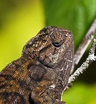 Carpet Chameleon - portrait, Pyreras Reserve, Madagascar Meet Furcifer lateralis, the Carpet Chameleon. Although these 2 individuals are *relatively* dull, many would consider this the most beautiful species of chameleon. Just enter it in image search and you will soon see why. In particular the female is wildly variable in color. Combined with their very fine granular pattern, it does make for a wild carpet. <br />
<br />
This is one of the chameleon species to change color based on mood, environment and time of day.<br />
https://www.jungledragon.com/image/85349/carpet_chameleon_-_portrait_2_pyreras_reserve_madagascar.html<br />
https://www.jungledragon.com/image/85352/carpet_chameleon_-_sunbathing_pyreras_reserve_madagascar.html<br />
https://www.jungledragon.com/image/85350/carpet_chameleon_-_portrait_3_pyreras_reserve_madagascar.html<br />
https://www.jungledragon.com/image/85351/carpet_chameleon_-_portrait_4_pyreras_reserve_madagascar.html<br />
https://www.jungledragon.com/image/85353/carpet_chameleon_-_drunk_pyreras_reserve_madagascar.html<br />
https://www.jungledragon.com/image/85354/carpet_chameleon_-_head_pyreras_reserve_madagascar.html<br />
https://www.jungledragon.com/image/85355/carpet_chameleon_-_portrait_6_pyreras_reserve_madagascar.html<br />
Africa,Carpet chameleon,Furcifer lateralis,Geotagged,Madagascar,Madagascar 2019,Pyreras Reserve,Winter,World