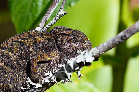 Carpet Chameleon - portrait 2, Pyreras Reserve, Madagascar Meet Furcifer lateralis, the Carpet Chameleon. Although these 2 individuals are *relatively* dull, many would consider this the most beautiful species of chameleon. Just enter it in image search and you will soon see why. In particular the female is wildly variable in color. Combined with their very fine granular pattern, it does make for a wild carpet. 

This is one of the chameleon species to change color based on mood, environment and time of day.
https://www.jungledragon.com/image/85348/carpet_chameleon_-_portrait_pyreras_reserve_madagascar.html
https://www.jungledragon.com/image/85352/carpet_chameleon_-_sunbathing_pyreras_reserve_madagascar.html
https://www.jungledragon.com/image/85350/carpet_chameleon_-_portrait_3_pyreras_reserve_madagascar.html
https://www.jungledragon.com/image/85351/carpet_chameleon_-_portrait_4_pyreras_reserve_madagascar.html
https://www.jungledragon.com/image/85353/carpet_chameleon_-_drunk_pyreras_reserve_madagascar.html
https://www.jungledragon.com/image/85354/carpet_chameleon_-_head_pyreras_reserve_madagascar.html
https://www.jungledragon.com/image/85355/carpet_chameleon_-_portrait_6_pyreras_reserve_madagascar.html
 Africa,Carpet chameleon,Furcifer lateralis,Geotagged,Madagascar,Madagascar 2019,Pyreras Reserve,Winter,World