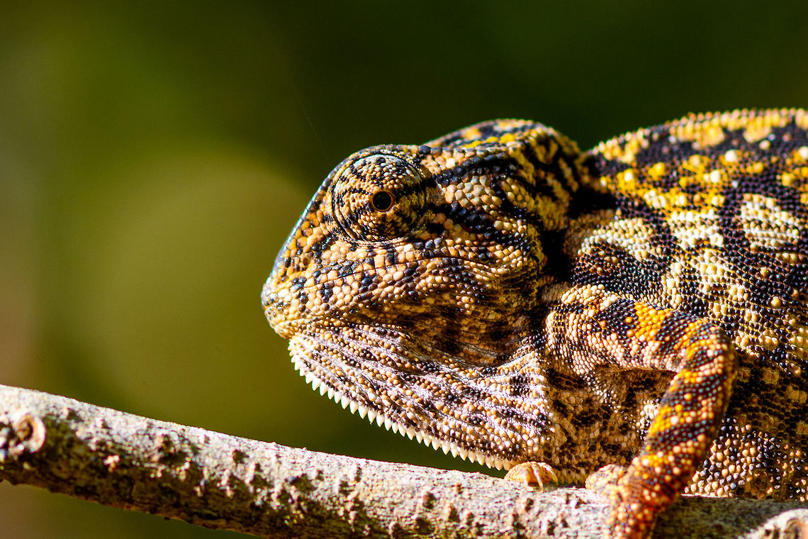 Carpet Chameleon - portrait 3, Pyreras Reserve, Madagascar Meet Furcifer lateralis, the Carpet Chameleon. Although these 2 individuals are *relatively* dull, many would consider this the most beautiful species of chameleon. Just enter it in image search and you will soon see why. In particular the female is wildly variable in color. Combined with their very fine granular pattern, it does make for a wild carpet. <br />
<br />
This is one of the chameleon species to change color based on mood, environment and time of day.<br />
<figure class="photo"><a href="https://www.jungledragon.com/image/85348/carpet_chameleon_-_portrait_pyreras_reserve_madagascar.html" title="Carpet Chameleon - portrait, Pyreras Reserve, Madagascar"><img src="https://s3.amazonaws.com/media.jungledragon.com/images/2/85348_thumb.jpg?AWSAccessKeyId=05GMT0V3GWVNE7GGM1R2&Expires=1759968010&Signature=VmmRxeXzd0wIHIljQ1hDhwDh4y8%3D" width="142" height="152" alt="Carpet Chameleon - portrait, Pyreras Reserve, Madagascar Meet Furcifer lateralis, the Carpet Chameleon. Although these 2 individuals are *relatively* dull, many would consider this the most beautiful species of chameleon. Just enter it in image search and you will soon see why. In particular the female is wildly variable in color. Combined with their very fine granular pattern, it does make for a wild carpet. <br />
<br />
This is one of the chameleon species to change color based on mood, environment and time of day.<br />
https://www.jungledragon.com/image/85349/carpet_chameleon_-_portrait_2_pyreras_reserve_madagascar.html<br />
https://www.jungledragon.com/image/85352/carpet_chameleon_-_sunbathing_pyreras_reserve_madagascar.html<br />
https://www.jungledragon.com/image/85350/carpet_chameleon_-_portrait_3_pyreras_reserve_madagascar.html<br />
https://www.jungledragon.com/image/85351/carpet_chameleon_-_portrait_4_pyreras_reserve_madagascar.html<br />
https://www.jungledragon.com/image/85353/carpet_chameleon_-_drunk_pyreras_reserve_madagascar.html<br />
https://www.jungledragon.com/image/85354/carpet_chameleon_-_head_pyreras_reserve_madagascar.html<br />
https://www.jungledragon.com/image/85355/carpet_chameleon_-_portrait_6_pyreras_reserve_madagascar.html<br />
 Africa,Carpet chameleon,Furcifer lateralis,Geotagged,Madagascar,Madagascar 2019,Pyreras Reserve,Winter,World" /></a></figure><br />
<figure class="photo"><a href="https://www.jungledragon.com/image/85349/carpet_chameleon_-_portrait_2_pyreras_reserve_madagascar.html" title="Carpet Chameleon - portrait 2, Pyreras Reserve, Madagascar"><img src="https://s3.amazonaws.com/media.jungledragon.com/images/2/85349_thumb.jpg?AWSAccessKeyId=05GMT0V3GWVNE7GGM1R2&Expires=1759968010&Signature=tTELT7aeH1u5mawDSGdTvj8%2Bkc0%3D" width="200" height="134" alt="Carpet Chameleon - portrait 2, Pyreras Reserve, Madagascar Meet Furcifer lateralis, the Carpet Chameleon. Although these 2 individuals are *relatively* dull, many would consider this the most beautiful species of chameleon. Just enter it in image search and you will soon see why. In particular the female is wildly variable in color. Combined with their very fine granular pattern, it does make for a wild carpet. <br />
<br />
This is one of the chameleon species to change color based on mood, environment and time of day.<br />
https://www.jungledragon.com/image/85348/carpet_chameleon_-_portrait_pyreras_reserve_madagascar.html<br />
https://www.jungledragon.com/image/85352/carpet_chameleon_-_sunbathing_pyreras_reserve_madagascar.html<br />
https://www.jungledragon.com/image/85350/carpet_chameleon_-_portrait_3_pyreras_reserve_madagascar.html<br />
https://www.jungledragon.com/image/85351/carpet_chameleon_-_portrait_4_pyreras_reserve_madagascar.html<br />
https://www.jungledragon.com/image/85353/carpet_chameleon_-_drunk_pyreras_reserve_madagascar.html<br />
https://www.jungledragon.com/image/85354/carpet_chameleon_-_head_pyreras_reserve_madagascar.html<br />
https://www.jungledragon.com/image/85355/carpet_chameleon_-_portrait_6_pyreras_reserve_madagascar.html<br />
 Africa,Carpet chameleon,Furcifer lateralis,Geotagged,Madagascar,Madagascar 2019,Pyreras Reserve,Winter,World" /></a></figure><br />
<figure class="photo"><a href="https://www.jungledragon.com/image/85352/carpet_chameleon_-_sunbathing_pyreras_reserve_madagascar.html" title="Carpet Chameleon - sunbathing, Pyreras Reserve, Madagascar"><img src="https://s3.amazonaws.com/media.jungledragon.com/images/2/85352_thumb.jpg?AWSAccessKeyId=05GMT0V3GWVNE7GGM1R2&Expires=1759968010&Signature=fp3o3%2BTjUQ8ETi6vTIuITRJJex8%3D" width="128" height="152" alt="Carpet Chameleon - sunbathing, Pyreras Reserve, Madagascar Meet Furcifer lateralis, the Carpet Chameleon. Although these 2 individuals are *relatively* dull, many would consider this the most beautiful species of chameleon. Just enter it in image search and you will soon see why. In particular the female is wildly variable in color. Combined with their very fine granular pattern, it does make for a wild carpet. <br />
<br />
This is one of the chameleon species to change color based on mood, environment and time of day.<br />
https://www.jungledragon.com/image/85348/carpet_chameleon_-_portrait_pyreras_reserve_madagascar.html<br />
https://www.jungledragon.com/image/85349/carpet_chameleon_-_portrait_2_pyreras_reserve_madagascar.html<br />
https://www.jungledragon.com/image/85350/carpet_chameleon_-_portrait_3_pyreras_reserve_madagascar.html<br />
https://www.jungledragon.com/image/85351/carpet_chameleon_-_portrait_4_pyreras_reserve_madagascar.html<br />
https://www.jungledragon.com/image/85353/carpet_chameleon_-_drunk_pyreras_reserve_madagascar.html<br />
https://www.jungledragon.com/image/85354/carpet_chameleon_-_head_pyreras_reserve_madagascar.html<br />
https://www.jungledragon.com/image/85355/carpet_chameleon_-_portrait_6_pyreras_reserve_madagascar.html<br />
 Africa,Carpet chameleon,Furcifer lateralis,Geotagged,Madagascar,Madagascar 2019,Pyreras Reserve,Winter,World" /></a></figure><br />
<figure class="photo"><a href="https://www.jungledragon.com/image/85351/carpet_chameleon_-_portrait_4_pyreras_reserve_madagascar.html" title="Carpet Chameleon - portrait 4, Pyreras Reserve, Madagascar"><img src="https://s3.amazonaws.com/media.jungledragon.com/images/2/85351_thumb.jpg?AWSAccessKeyId=05GMT0V3GWVNE7GGM1R2&Expires=1759968010&Signature=NqQ54%2FGKNhF%2FgyAro64W6fWgzuM%3D" width="200" height="124" alt="Carpet Chameleon - portrait 4, Pyreras Reserve, Madagascar Meet Furcifer lateralis, the Carpet Chameleon. Although these 2 individuals are *relatively* dull, many would consider this the most beautiful species of chameleon. Just enter it in image search and you will soon see why. In particular the female is wildly variable in color. Combined with their very fine granular pattern, it does make for a wild carpet. <br />
<br />
This is one of the chameleon species to change color based on mood, environment and time of day.<br />
https://www.jungledragon.com/image/85348/carpet_chameleon_-_portrait_pyreras_reserve_madagascar.html<br />
https://www.jungledragon.com/image/85349/carpet_chameleon_-_portrait_2_pyreras_reserve_madagascar.html<br />
https://www.jungledragon.com/image/85352/carpet_chameleon_-_sunbathing_pyreras_reserve_madagascar.html<br />
https://www.jungledragon.com/image/85350/carpet_chameleon_-_portrait_3_pyreras_reserve_madagascar.html<br />
https://www.jungledragon.com/image/85353/carpet_chameleon_-_drunk_pyreras_reserve_madagascar.html<br />
https://www.jungledragon.com/image/85354/carpet_chameleon_-_head_pyreras_reserve_madagascar.html<br />
https://www.jungledragon.com/image/85355/carpet_chameleon_-_portrait_6_pyreras_reserve_madagascar.html<br />
 Africa,Carpet chameleon,Furcifer lateralis,Madagascar,Madagascar 2019,Pyreras Reserve,World" /></a></figure><br />
<figure class="photo"><a href="https://www.jungledragon.com/image/85353/carpet_chameleon_-_drunk_pyreras_reserve_madagascar.html" title="Carpet Chameleon - drunk, Pyreras Reserve, Madagascar"><img src="https://s3.amazonaws.com/media.jungledragon.com/images/2/85353_thumb.jpg?AWSAccessKeyId=05GMT0V3GWVNE7GGM1R2&Expires=1759968010&Signature=RA7K%2F7r1RoEplI9ycdstiNBdmMI%3D" width="122" height="152" alt="Carpet Chameleon - drunk, Pyreras Reserve, Madagascar Meet Furcifer lateralis, the Carpet Chameleon. Although these 2 individuals are *relatively* dull, many would consider this the most beautiful species of chameleon. Just enter it in image search and you will soon see why. In particular the female is wildly variable in color. Combined with their very fine granular pattern, it does make for a wild carpet. <br />
<br />
This is one of the chameleon species to change color based on mood, environment and time of day.<br />
https://www.jungledragon.com/image/85348/carpet_chameleon_-_portrait_pyreras_reserve_madagascar.html<br />
https://www.jungledragon.com/image/85349/carpet_chameleon_-_portrait_2_pyreras_reserve_madagascar.html<br />
https://www.jungledragon.com/image/85352/carpet_chameleon_-_sunbathing_pyreras_reserve_madagascar.html<br />
https://www.jungledragon.com/image/85350/carpet_chameleon_-_portrait_3_pyreras_reserve_madagascar.html<br />
https://www.jungledragon.com/image/85351/carpet_chameleon_-_portrait_4_pyreras_reserve_madagascar.html<br />
https://www.jungledragon.com/image/85354/carpet_chameleon_-_head_pyreras_reserve_madagascar.html<br />
https://www.jungledragon.com/image/85355/carpet_chameleon_-_portrait_6_pyreras_reserve_madagascar.html<br />
 Africa,Carpet chameleon,Furcifer lateralis,Geotagged,Madagascar,Madagascar 2019,Pyreras Reserve,Winter,World" /></a></figure><br />
<figure class="photo"><a href="https://www.jungledragon.com/image/85354/carpet_chameleon_-_head_pyreras_reserve_madagascar.html" title="Carpet Chameleon - head, Pyreras Reserve, Madagascar"><img src="https://s3.amazonaws.com/media.jungledragon.com/images/2/85354_thumb.jpg?AWSAccessKeyId=05GMT0V3GWVNE7GGM1R2&Expires=1759968010&Signature=1QfC8pRNP1MPJssh4N72kCGnLa0%3D" width="200" height="134" alt="Carpet Chameleon - head, Pyreras Reserve, Madagascar Meet Furcifer lateralis, the Carpet Chameleon. Although these 2 individuals are *relatively* dull, many would consider this the most beautiful species of chameleon. Just enter it in image search and you will soon see why. In particular the female is wildly variable in color. Combined with their very fine granular pattern, it does make for a wild carpet. <br />
<br />
This is one of the chameleon species to change color based on mood, environment and time of day.<br />
https://www.jungledragon.com/image/85348/carpet_chameleon_-_portrait_pyreras_reserve_madagascar.html<br />
https://www.jungledragon.com/image/85349/carpet_chameleon_-_portrait_2_pyreras_reserve_madagascar.html<br />
https://www.jungledragon.com/image/85352/carpet_chameleon_-_sunbathing_pyreras_reserve_madagascar.html<br />
https://www.jungledragon.com/image/85350/carpet_chameleon_-_portrait_3_pyreras_reserve_madagascar.html<br />
https://www.jungledragon.com/image/85351/carpet_chameleon_-_portrait_4_pyreras_reserve_madagascar.html<br />
https://www.jungledragon.com/image/85353/carpet_chameleon_-_drunk_pyreras_reserve_madagascar.html<br />
https://www.jungledragon.com/image/85355/carpet_chameleon_-_portrait_6_pyreras_reserve_madagascar.html<br />
 Africa,Carpet chameleon,Furcifer lateralis,Geotagged,Madagascar,Madagascar 2019,Pyreras Reserve,Winter,World" /></a></figure><br />
<figure class="photo"><a href="https://www.jungledragon.com/image/85355/carpet_chameleon_-_portrait_5_pyreras_reserve_madagascar.html" title="Carpet Chameleon - portrait 5, Pyreras Reserve, Madagascar"><img src="https://s3.amazonaws.com/media.jungledragon.com/images/2/85355_thumb.jpg?AWSAccessKeyId=05GMT0V3GWVNE7GGM1R2&Expires=1759968010&Signature=hWr%2Fo%2BfYNqE%2BwBb0pboLIl3MSkI%3D" width="102" height="152" alt="Carpet Chameleon - portrait 5, Pyreras Reserve, Madagascar Meet Furcifer lateralis, the Carpet Chameleon. Although these 2 individuals are *relatively* dull, many would consider this the most beautiful species of chameleon. Just enter it in image search and you will soon see why. In particular the female is wildly variable in color. Combined with their very fine granular pattern, it does make for a wild carpet. <br />
<br />
This is one of the chameleon species to change color based on mood, environment and time of day.<br />
https://www.jungledragon.com/image/85348/carpet_chameleon_-_portrait_pyreras_reserve_madagascar.html<br />
https://www.jungledragon.com/image/85349/carpet_chameleon_-_portrait_2_pyreras_reserve_madagascar.html<br />
https://www.jungledragon.com/image/85352/carpet_chameleon_-_sunbathing_pyreras_reserve_madagascar.html<br />
https://www.jungledragon.com/image/85350/carpet_chameleon_-_portrait_3_pyreras_reserve_madagascar.html<br />
https://www.jungledragon.com/image/85351/carpet_chameleon_-_portrait_4_pyreras_reserve_madagascar.html<br />
https://www.jungledragon.com/image/85353/carpet_chameleon_-_drunk_pyreras_reserve_madagascar.html<br />
https://www.jungledragon.com/image/85354/carpet_chameleon_-_head_pyreras_reserve_madagascar.html Africa,Carpet chameleon,Furcifer lateralis,Geotagged,Madagascar,Madagascar 2019,Pyreras Reserve,Winter,World" /></a></figure><br />
 Africa,Carpet chameleon,Furcifer lateralis,Madagascar,Madagascar 2019,Pyreras Reserve,World