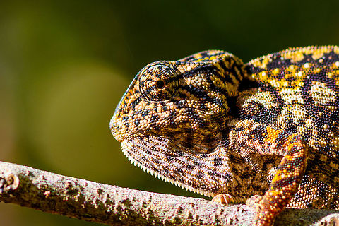 Carpet Chameleon - portrait 3, Pyreras Reserve, Madagascar Meet Furcifer lateralis, the Carpet Chameleon. Although these 2 individuals are *relatively* dull, many would consider this the most beautiful species of chameleon. Just enter it in image search and you will soon see why. In particular the female is wildly variable in color. Combined with their very fine granular pattern, it does make for a wild carpet. 

This is one of the chameleon species to change color based on mood, environment and time of day.
https://www.jungledragon.com/image/85348/carpet_chameleon_-_portrait_pyreras_reserve_madagascar.html
https://www.jungledragon.com/image/85349/carpet_chameleon_-_portrait_2_pyreras_reserve_madagascar.html
https://www.jungledragon.com/image/85352/carpet_chameleon_-_sunbathing_pyreras_reserve_madagascar.html
https://www.jungledragon.com/image/85351/carpet_chameleon_-_portrait_4_pyreras_reserve_madagascar.html
https://www.jungledragon.com/image/85353/carpet_chameleon_-_drunk_pyreras_reserve_madagascar.html
https://www.jungledragon.com/image/85354/carpet_chameleon_-_head_pyreras_reserve_madagascar.html
https://www.jungledragon.com/image/85355/carpet_chameleon_-_portrait_6_pyreras_reserve_madagascar.html
 Africa,Carpet chameleon,Furcifer lateralis,Madagascar,Madagascar 2019,Pyreras Reserve,World