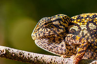 Carpet Chameleon - portrait 3, Pyreras Reserve, Madagascar Meet Furcifer lateralis, the Carpet Chameleon. Although these 2 individuals are *relatively* dull, many would consider this the most beautiful species of chameleon. Just enter it in image search and you will soon see why. In particular the female is wildly variable in color. Combined with their very fine granular pattern, it does make for a wild carpet. <br />
<br />
This is one of the chameleon species to change color based on mood, environment and time of day.<br />
https://www.jungledragon.com/image/85348/carpet_chameleon_-_portrait_pyreras_reserve_madagascar.html<br />
https://www.jungledragon.com/image/85349/carpet_chameleon_-_portrait_2_pyreras_reserve_madagascar.html<br />
https://www.jungledragon.com/image/85352/carpet_chameleon_-_sunbathing_pyreras_reserve_madagascar.html<br />
https://www.jungledragon.com/image/85351/carpet_chameleon_-_portrait_4_pyreras_reserve_madagascar.html<br />
https://www.jungledragon.com/image/85353/carpet_chameleon_-_drunk_pyreras_reserve_madagascar.html<br />
https://www.jungledragon.com/image/85354/carpet_chameleon_-_head_pyreras_reserve_madagascar.html<br />
https://www.jungledragon.com/image/85355/carpet_chameleon_-_portrait_6_pyreras_reserve_madagascar.html<br />
Africa,Carpet chameleon,Furcifer lateralis,Madagascar,Madagascar 2019,Pyreras Reserve,World