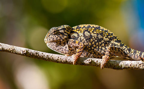 Carpet Chameleon - portrait 4, Pyreras Reserve, Madagascar Meet Furcifer lateralis, the Carpet Chameleon. Although these 2 individuals are *relatively* dull, many would consider this the most beautiful species of chameleon. Just enter it in image search and you will soon see why. In particular the female is wildly variable in color. Combined with their very fine granular pattern, it does make for a wild carpet. 

This is one of the chameleon species to change color based on mood, environment and time of day.
https://www.jungledragon.com/image/85348/carpet_chameleon_-_portrait_pyreras_reserve_madagascar.html
https://www.jungledragon.com/image/85349/carpet_chameleon_-_portrait_2_pyreras_reserve_madagascar.html
https://www.jungledragon.com/image/85352/carpet_chameleon_-_sunbathing_pyreras_reserve_madagascar.html
https://www.jungledragon.com/image/85350/carpet_chameleon_-_portrait_3_pyreras_reserve_madagascar.html
https://www.jungledragon.com/image/85353/carpet_chameleon_-_drunk_pyreras_reserve_madagascar.html
https://www.jungledragon.com/image/85354/carpet_chameleon_-_head_pyreras_reserve_madagascar.html
https://www.jungledragon.com/image/85355/carpet_chameleon_-_portrait_6_pyreras_reserve_madagascar.html
 Africa,Carpet chameleon,Furcifer lateralis,Madagascar,Madagascar 2019,Pyreras Reserve,World