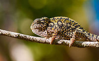 Carpet Chameleon - portrait 4, Pyreras Reserve, Madagascar Meet Furcifer lateralis, the Carpet Chameleon. Although these 2 individuals are *relatively* dull, many would consider this the most beautiful species of chameleon. Just enter it in image search and you will soon see why. In particular the female is wildly variable in color. Combined with their very fine granular pattern, it does make for a wild carpet. <br />
<br />
This is one of the chameleon species to change color based on mood, environment and time of day.<br />
https://www.jungledragon.com/image/85348/carpet_chameleon_-_portrait_pyreras_reserve_madagascar.html<br />
https://www.jungledragon.com/image/85349/carpet_chameleon_-_portrait_2_pyreras_reserve_madagascar.html<br />
https://www.jungledragon.com/image/85352/carpet_chameleon_-_sunbathing_pyreras_reserve_madagascar.html<br />
https://www.jungledragon.com/image/85350/carpet_chameleon_-_portrait_3_pyreras_reserve_madagascar.html<br />
https://www.jungledragon.com/image/85353/carpet_chameleon_-_drunk_pyreras_reserve_madagascar.html<br />
https://www.jungledragon.com/image/85354/carpet_chameleon_-_head_pyreras_reserve_madagascar.html<br />
https://www.jungledragon.com/image/85355/carpet_chameleon_-_portrait_6_pyreras_reserve_madagascar.html<br />
 Africa,Carpet chameleon,Furcifer lateralis,Madagascar,Madagascar 2019,Pyreras Reserve,World
