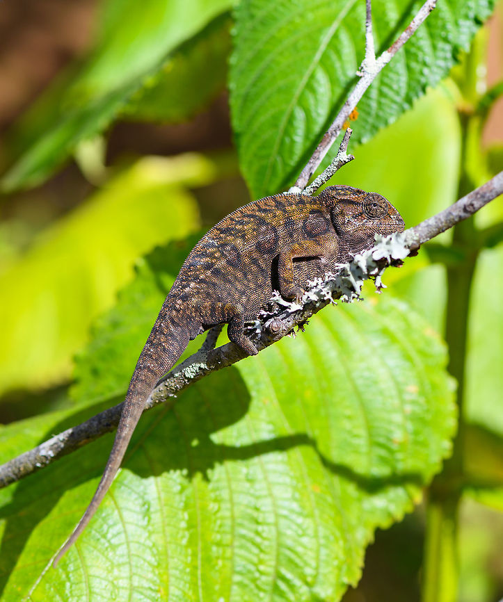 Carpet Chameleon - sunbathing, Pyreras Reserve, Madagascar Meet Furcifer lateralis, the Carpet Chameleon. Although these 2 individuals are *relatively* dull, many would consider this the most beautiful species of chameleon. Just enter it in image search and you will soon see why. In particular the female is wildly variable in color. Combined with their very fine granular pattern, it does make for a wild carpet. <br />
<br />
This is one of the chameleon species to change color based on mood, environment and time of day.<br />
<figure class="photo"><a href="https://www.jungledragon.com/image/85348/carpet_chameleon_-_portrait_pyreras_reserve_madagascar.html" title="Carpet Chameleon - portrait, Pyreras Reserve, Madagascar"><img src="https://s3.amazonaws.com/media.jungledragon.com/images/2/85348_thumb.jpg?AWSAccessKeyId=05GMT0V3GWVNE7GGM1R2&Expires=1759968010&Signature=VmmRxeXzd0wIHIljQ1hDhwDh4y8%3D" width="142" height="152" alt="Carpet Chameleon - portrait, Pyreras Reserve, Madagascar Meet Furcifer lateralis, the Carpet Chameleon. Although these 2 individuals are *relatively* dull, many would consider this the most beautiful species of chameleon. Just enter it in image search and you will soon see why. In particular the female is wildly variable in color. Combined with their very fine granular pattern, it does make for a wild carpet. <br />
<br />
This is one of the chameleon species to change color based on mood, environment and time of day.<br />
https://www.jungledragon.com/image/85349/carpet_chameleon_-_portrait_2_pyreras_reserve_madagascar.html<br />
https://www.jungledragon.com/image/85352/carpet_chameleon_-_sunbathing_pyreras_reserve_madagascar.html<br />
https://www.jungledragon.com/image/85350/carpet_chameleon_-_portrait_3_pyreras_reserve_madagascar.html<br />
https://www.jungledragon.com/image/85351/carpet_chameleon_-_portrait_4_pyreras_reserve_madagascar.html<br />
https://www.jungledragon.com/image/85353/carpet_chameleon_-_drunk_pyreras_reserve_madagascar.html<br />
https://www.jungledragon.com/image/85354/carpet_chameleon_-_head_pyreras_reserve_madagascar.html<br />
https://www.jungledragon.com/image/85355/carpet_chameleon_-_portrait_6_pyreras_reserve_madagascar.html<br />
Africa,Carpet chameleon,Furcifer lateralis,Geotagged,Madagascar,Madagascar 2019,Pyreras Reserve,Winter,World" /></a></figure><br />
<figure class="photo"><a href="https://www.jungledragon.com/image/85349/carpet_chameleon_-_portrait_2_pyreras_reserve_madagascar.html" title="Carpet Chameleon - portrait 2, Pyreras Reserve, Madagascar"><img src="https://s3.amazonaws.com/media.jungledragon.com/images/2/85349_thumb.jpg?AWSAccessKeyId=05GMT0V3GWVNE7GGM1R2&Expires=1759968010&Signature=tTELT7aeH1u5mawDSGdTvj8%2Bkc0%3D" width="200" height="134" alt="Carpet Chameleon - portrait 2, Pyreras Reserve, Madagascar Meet Furcifer lateralis, the Carpet Chameleon. Although these 2 individuals are *relatively* dull, many would consider this the most beautiful species of chameleon. Just enter it in image search and you will soon see why. In particular the female is wildly variable in color. Combined with their very fine granular pattern, it does make for a wild carpet. <br />
<br />
This is one of the chameleon species to change color based on mood, environment and time of day.<br />
https://www.jungledragon.com/image/85348/carpet_chameleon_-_portrait_pyreras_reserve_madagascar.html<br />
https://www.jungledragon.com/image/85352/carpet_chameleon_-_sunbathing_pyreras_reserve_madagascar.html<br />
https://www.jungledragon.com/image/85350/carpet_chameleon_-_portrait_3_pyreras_reserve_madagascar.html<br />
https://www.jungledragon.com/image/85351/carpet_chameleon_-_portrait_4_pyreras_reserve_madagascar.html<br />
https://www.jungledragon.com/image/85353/carpet_chameleon_-_drunk_pyreras_reserve_madagascar.html<br />
https://www.jungledragon.com/image/85354/carpet_chameleon_-_head_pyreras_reserve_madagascar.html<br />
https://www.jungledragon.com/image/85355/carpet_chameleon_-_portrait_6_pyreras_reserve_madagascar.html<br />
Africa,Carpet chameleon,Furcifer lateralis,Geotagged,Madagascar,Madagascar 2019,Pyreras Reserve,Winter,World" /></a></figure><br />
<figure class="photo"><a href="https://www.jungledragon.com/image/85350/carpet_chameleon_-_portrait_3_pyreras_reserve_madagascar.html" title="Carpet Chameleon - portrait 3, Pyreras Reserve, Madagascar"><img src="https://s3.amazonaws.com/media.jungledragon.com/images/2/85350_thumb.jpg?AWSAccessKeyId=05GMT0V3GWVNE7GGM1R2&Expires=1759968010&Signature=Rtm6DuqmCpFtySjX0tVm%2BljRsLg%3D" width="200" height="134" alt="Carpet Chameleon - portrait 3, Pyreras Reserve, Madagascar Meet Furcifer lateralis, the Carpet Chameleon. Although these 2 individuals are *relatively* dull, many would consider this the most beautiful species of chameleon. Just enter it in image search and you will soon see why. In particular the female is wildly variable in color. Combined with their very fine granular pattern, it does make for a wild carpet. <br />
<br />
This is one of the chameleon species to change color based on mood, environment and time of day.<br />
https://www.jungledragon.com/image/85348/carpet_chameleon_-_portrait_pyreras_reserve_madagascar.html<br />
https://www.jungledragon.com/image/85349/carpet_chameleon_-_portrait_2_pyreras_reserve_madagascar.html<br />
https://www.jungledragon.com/image/85352/carpet_chameleon_-_sunbathing_pyreras_reserve_madagascar.html<br />
https://www.jungledragon.com/image/85351/carpet_chameleon_-_portrait_4_pyreras_reserve_madagascar.html<br />
https://www.jungledragon.com/image/85353/carpet_chameleon_-_drunk_pyreras_reserve_madagascar.html<br />
https://www.jungledragon.com/image/85354/carpet_chameleon_-_head_pyreras_reserve_madagascar.html<br />
https://www.jungledragon.com/image/85355/carpet_chameleon_-_portrait_6_pyreras_reserve_madagascar.html<br />
Africa,Carpet chameleon,Furcifer lateralis,Madagascar,Madagascar 2019,Pyreras Reserve,World" /></a></figure><br />
<figure class="photo"><a href="https://www.jungledragon.com/image/85351/carpet_chameleon_-_portrait_4_pyreras_reserve_madagascar.html" title="Carpet Chameleon - portrait 4, Pyreras Reserve, Madagascar"><img src="https://s3.amazonaws.com/media.jungledragon.com/images/2/85351_thumb.jpg?AWSAccessKeyId=05GMT0V3GWVNE7GGM1R2&Expires=1759968010&Signature=NqQ54%2FGKNhF%2FgyAro64W6fWgzuM%3D" width="200" height="124" alt="Carpet Chameleon - portrait 4, Pyreras Reserve, Madagascar Meet Furcifer lateralis, the Carpet Chameleon. Although these 2 individuals are *relatively* dull, many would consider this the most beautiful species of chameleon. Just enter it in image search and you will soon see why. In particular the female is wildly variable in color. Combined with their very fine granular pattern, it does make for a wild carpet. <br />
<br />
This is one of the chameleon species to change color based on mood, environment and time of day.<br />
https://www.jungledragon.com/image/85348/carpet_chameleon_-_portrait_pyreras_reserve_madagascar.html<br />
https://www.jungledragon.com/image/85349/carpet_chameleon_-_portrait_2_pyreras_reserve_madagascar.html<br />
https://www.jungledragon.com/image/85352/carpet_chameleon_-_sunbathing_pyreras_reserve_madagascar.html<br />
https://www.jungledragon.com/image/85350/carpet_chameleon_-_portrait_3_pyreras_reserve_madagascar.html<br />
https://www.jungledragon.com/image/85353/carpet_chameleon_-_drunk_pyreras_reserve_madagascar.html<br />
https://www.jungledragon.com/image/85354/carpet_chameleon_-_head_pyreras_reserve_madagascar.html<br />
https://www.jungledragon.com/image/85355/carpet_chameleon_-_portrait_6_pyreras_reserve_madagascar.html<br />
Africa,Carpet chameleon,Furcifer lateralis,Madagascar,Madagascar 2019,Pyreras Reserve,World" /></a></figure><br />
<figure class="photo"><a href="https://www.jungledragon.com/image/85353/carpet_chameleon_-_drunk_pyreras_reserve_madagascar.html" title="Carpet Chameleon - drunk, Pyreras Reserve, Madagascar"><img src="https://s3.amazonaws.com/media.jungledragon.com/images/2/85353_thumb.jpg?AWSAccessKeyId=05GMT0V3GWVNE7GGM1R2&Expires=1759968010&Signature=RA7K%2F7r1RoEplI9ycdstiNBdmMI%3D" width="122" height="152" alt="Carpet Chameleon - drunk, Pyreras Reserve, Madagascar Meet Furcifer lateralis, the Carpet Chameleon. Although these 2 individuals are *relatively* dull, many would consider this the most beautiful species of chameleon. Just enter it in image search and you will soon see why. In particular the female is wildly variable in color. Combined with their very fine granular pattern, it does make for a wild carpet. <br />
<br />
This is one of the chameleon species to change color based on mood, environment and time of day.<br />
https://www.jungledragon.com/image/85348/carpet_chameleon_-_portrait_pyreras_reserve_madagascar.html<br />
https://www.jungledragon.com/image/85349/carpet_chameleon_-_portrait_2_pyreras_reserve_madagascar.html<br />
https://www.jungledragon.com/image/85352/carpet_chameleon_-_sunbathing_pyreras_reserve_madagascar.html<br />
https://www.jungledragon.com/image/85350/carpet_chameleon_-_portrait_3_pyreras_reserve_madagascar.html<br />
https://www.jungledragon.com/image/85351/carpet_chameleon_-_portrait_4_pyreras_reserve_madagascar.html<br />
https://www.jungledragon.com/image/85354/carpet_chameleon_-_head_pyreras_reserve_madagascar.html<br />
https://www.jungledragon.com/image/85355/carpet_chameleon_-_portrait_6_pyreras_reserve_madagascar.html<br />
Africa,Carpet chameleon,Furcifer lateralis,Geotagged,Madagascar,Madagascar 2019,Pyreras Reserve,Winter,World" /></a></figure><br />
<figure class="photo"><a href="https://www.jungledragon.com/image/85354/carpet_chameleon_-_head_pyreras_reserve_madagascar.html" title="Carpet Chameleon - head, Pyreras Reserve, Madagascar"><img src="https://s3.amazonaws.com/media.jungledragon.com/images/2/85354_thumb.jpg?AWSAccessKeyId=05GMT0V3GWVNE7GGM1R2&Expires=1759968010&Signature=1QfC8pRNP1MPJssh4N72kCGnLa0%3D" width="200" height="134" alt="Carpet Chameleon - head, Pyreras Reserve, Madagascar Meet Furcifer lateralis, the Carpet Chameleon. Although these 2 individuals are *relatively* dull, many would consider this the most beautiful species of chameleon. Just enter it in image search and you will soon see why. In particular the female is wildly variable in color. Combined with their very fine granular pattern, it does make for a wild carpet. <br />
<br />
This is one of the chameleon species to change color based on mood, environment and time of day.<br />
https://www.jungledragon.com/image/85348/carpet_chameleon_-_portrait_pyreras_reserve_madagascar.html<br />
https://www.jungledragon.com/image/85349/carpet_chameleon_-_portrait_2_pyreras_reserve_madagascar.html<br />
https://www.jungledragon.com/image/85352/carpet_chameleon_-_sunbathing_pyreras_reserve_madagascar.html<br />
https://www.jungledragon.com/image/85350/carpet_chameleon_-_portrait_3_pyreras_reserve_madagascar.html<br />
https://www.jungledragon.com/image/85351/carpet_chameleon_-_portrait_4_pyreras_reserve_madagascar.html<br />
https://www.jungledragon.com/image/85353/carpet_chameleon_-_drunk_pyreras_reserve_madagascar.html<br />
https://www.jungledragon.com/image/85355/carpet_chameleon_-_portrait_6_pyreras_reserve_madagascar.html<br />
Africa,Carpet chameleon,Furcifer lateralis,Geotagged,Madagascar,Madagascar 2019,Pyreras Reserve,Winter,World" /></a></figure><br />
<figure class="photo"><a href="https://www.jungledragon.com/image/85355/carpet_chameleon_-_portrait_5_pyreras_reserve_madagascar.html" title="Carpet Chameleon - portrait 5, Pyreras Reserve, Madagascar"><img src="https://s3.amazonaws.com/media.jungledragon.com/images/2/85355_thumb.jpg?AWSAccessKeyId=05GMT0V3GWVNE7GGM1R2&Expires=1759968010&Signature=hWr%2Fo%2BfYNqE%2BwBb0pboLIl3MSkI%3D" width="102" height="152" alt="Carpet Chameleon - portrait 5, Pyreras Reserve, Madagascar Meet Furcifer lateralis, the Carpet Chameleon. Although these 2 individuals are *relatively* dull, many would consider this the most beautiful species of chameleon. Just enter it in image search and you will soon see why. In particular the female is wildly variable in color. Combined with their very fine granular pattern, it does make for a wild carpet. <br />
<br />
This is one of the chameleon species to change color based on mood, environment and time of day.<br />
https://www.jungledragon.com/image/85348/carpet_chameleon_-_portrait_pyreras_reserve_madagascar.html<br />
https://www.jungledragon.com/image/85349/carpet_chameleon_-_portrait_2_pyreras_reserve_madagascar.html<br />
https://www.jungledragon.com/image/85352/carpet_chameleon_-_sunbathing_pyreras_reserve_madagascar.html<br />
https://www.jungledragon.com/image/85350/carpet_chameleon_-_portrait_3_pyreras_reserve_madagascar.html<br />
https://www.jungledragon.com/image/85351/carpet_chameleon_-_portrait_4_pyreras_reserve_madagascar.html<br />
https://www.jungledragon.com/image/85353/carpet_chameleon_-_drunk_pyreras_reserve_madagascar.html<br />
https://www.jungledragon.com/image/85354/carpet_chameleon_-_head_pyreras_reserve_madagascar.html Africa,Carpet chameleon,Furcifer lateralis,Geotagged,Madagascar,Madagascar 2019,Pyreras Reserve,Winter,World" /></a></figure><br />
Africa,Carpet chameleon,Furcifer lateralis,Geotagged,Madagascar,Madagascar 2019,Pyreras Reserve,Winter,World