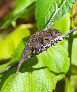 Carpet Chameleon - sunbathing, Pyreras Reserve, Madagascar Meet Furcifer lateralis, the Carpet Chameleon. Although these 2 individuals are *relatively* dull, many would consider this the most beautiful species of chameleon. Just enter it in image search and you will soon see why. In particular the female is wildly variable in color. Combined with their very fine granular pattern, it does make for a wild carpet. 

This is one of the chameleon species to change color based on mood, environment and time of day.
https://www.jungledragon.com/image/85348/carpet_chameleon_-_portrait_pyreras_reserve_madagascar.html
https://www.jungledragon.com/image/85349/carpet_chameleon_-_portrait_2_pyreras_reserve_madagascar.html
https://www.jungledragon.com/image/85350/carpet_chameleon_-_portrait_3_pyreras_reserve_madagascar.html
https://www.jungledragon.com/image/85351/carpet_chameleon_-_portrait_4_pyreras_reserve_madagascar.html
https://www.jungledragon.com/image/85353/carpet_chameleon_-_drunk_pyreras_reserve_madagascar.html
https://www.jungledragon.com/image/85354/carpet_chameleon_-_head_pyreras_reserve_madagascar.html
https://www.jungledragon.com/image/85355/carpet_chameleon_-_portrait_6_pyreras_reserve_madagascar.html
 Africa,Carpet chameleon,Furcifer lateralis,Geotagged,Madagascar,Madagascar 2019,Pyreras Reserve,Winter,World