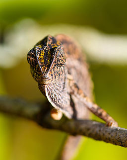 Carpet Chameleon - drunk, Pyreras Reserve, Madagascar Meet Furcifer lateralis, the Carpet Chameleon. Although these 2 individuals are *relatively* dull, many would consider this the most beautiful species of chameleon. Just enter it in image search and you will soon see why. In particular the female is wildly variable in color. Combined with their very fine granular pattern, it does make for a wild carpet. 

This is one of the chameleon species to change color based on mood, environment and time of day.
https://www.jungledragon.com/image/85348/carpet_chameleon_-_portrait_pyreras_reserve_madagascar.html
https://www.jungledragon.com/image/85349/carpet_chameleon_-_portrait_2_pyreras_reserve_madagascar.html
https://www.jungledragon.com/image/85352/carpet_chameleon_-_sunbathing_pyreras_reserve_madagascar.html
https://www.jungledragon.com/image/85350/carpet_chameleon_-_portrait_3_pyreras_reserve_madagascar.html
https://www.jungledragon.com/image/85351/carpet_chameleon_-_portrait_4_pyreras_reserve_madagascar.html
https://www.jungledragon.com/image/85354/carpet_chameleon_-_head_pyreras_reserve_madagascar.html
https://www.jungledragon.com/image/85355/carpet_chameleon_-_portrait_6_pyreras_reserve_madagascar.html
 Africa,Carpet chameleon,Furcifer lateralis,Geotagged,Madagascar,Madagascar 2019,Pyreras Reserve,Winter,World