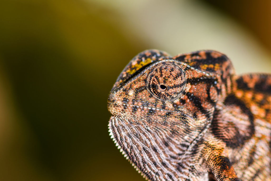 Carpet Chameleon - head, Pyreras Reserve, Madagascar Meet Furcifer lateralis, the Carpet Chameleon. Although these 2 individuals are *relatively* dull, many would consider this the most beautiful species of chameleon. Just enter it in image search and you will soon see why. In particular the female is wildly variable in color. Combined with their very fine granular pattern, it does make for a wild carpet. <br />
<br />
This is one of the chameleon species to change color based on mood, environment and time of day.<br />
<figure class="photo"><a href="https://www.jungledragon.com/image/85348/carpet_chameleon_-_portrait_pyreras_reserve_madagascar.html" title="Carpet Chameleon - portrait, Pyreras Reserve, Madagascar"><img src="https://s3.amazonaws.com/media.jungledragon.com/images/2/85348_thumb.jpg?AWSAccessKeyId=05GMT0V3GWVNE7GGM1R2&Expires=1759968010&Signature=VmmRxeXzd0wIHIljQ1hDhwDh4y8%3D" width="142" height="152" alt="Carpet Chameleon - portrait, Pyreras Reserve, Madagascar Meet Furcifer lateralis, the Carpet Chameleon. Although these 2 individuals are *relatively* dull, many would consider this the most beautiful species of chameleon. Just enter it in image search and you will soon see why. In particular the female is wildly variable in color. Combined with their very fine granular pattern, it does make for a wild carpet. <br />
<br />
This is one of the chameleon species to change color based on mood, environment and time of day.<br />
https://www.jungledragon.com/image/85349/carpet_chameleon_-_portrait_2_pyreras_reserve_madagascar.html<br />
https://www.jungledragon.com/image/85352/carpet_chameleon_-_sunbathing_pyreras_reserve_madagascar.html<br />
https://www.jungledragon.com/image/85350/carpet_chameleon_-_portrait_3_pyreras_reserve_madagascar.html<br />
https://www.jungledragon.com/image/85351/carpet_chameleon_-_portrait_4_pyreras_reserve_madagascar.html<br />
https://www.jungledragon.com/image/85353/carpet_chameleon_-_drunk_pyreras_reserve_madagascar.html<br />
https://www.jungledragon.com/image/85354/carpet_chameleon_-_head_pyreras_reserve_madagascar.html<br />
https://www.jungledragon.com/image/85355/carpet_chameleon_-_portrait_6_pyreras_reserve_madagascar.html<br />
 Africa,Carpet chameleon,Furcifer lateralis,Geotagged,Madagascar,Madagascar 2019,Pyreras Reserve,Winter,World" /></a></figure><br />
<figure class="photo"><a href="https://www.jungledragon.com/image/85349/carpet_chameleon_-_portrait_2_pyreras_reserve_madagascar.html" title="Carpet Chameleon - portrait 2, Pyreras Reserve, Madagascar"><img src="https://s3.amazonaws.com/media.jungledragon.com/images/2/85349_thumb.jpg?AWSAccessKeyId=05GMT0V3GWVNE7GGM1R2&Expires=1759968010&Signature=tTELT7aeH1u5mawDSGdTvj8%2Bkc0%3D" width="200" height="134" alt="Carpet Chameleon - portrait 2, Pyreras Reserve, Madagascar Meet Furcifer lateralis, the Carpet Chameleon. Although these 2 individuals are *relatively* dull, many would consider this the most beautiful species of chameleon. Just enter it in image search and you will soon see why. In particular the female is wildly variable in color. Combined with their very fine granular pattern, it does make for a wild carpet. <br />
<br />
This is one of the chameleon species to change color based on mood, environment and time of day.<br />
https://www.jungledragon.com/image/85348/carpet_chameleon_-_portrait_pyreras_reserve_madagascar.html<br />
https://www.jungledragon.com/image/85352/carpet_chameleon_-_sunbathing_pyreras_reserve_madagascar.html<br />
https://www.jungledragon.com/image/85350/carpet_chameleon_-_portrait_3_pyreras_reserve_madagascar.html<br />
https://www.jungledragon.com/image/85351/carpet_chameleon_-_portrait_4_pyreras_reserve_madagascar.html<br />
https://www.jungledragon.com/image/85353/carpet_chameleon_-_drunk_pyreras_reserve_madagascar.html<br />
https://www.jungledragon.com/image/85354/carpet_chameleon_-_head_pyreras_reserve_madagascar.html<br />
https://www.jungledragon.com/image/85355/carpet_chameleon_-_portrait_6_pyreras_reserve_madagascar.html<br />
 Africa,Carpet chameleon,Furcifer lateralis,Geotagged,Madagascar,Madagascar 2019,Pyreras Reserve,Winter,World" /></a></figure><br />
<figure class="photo"><a href="https://www.jungledragon.com/image/85352/carpet_chameleon_-_sunbathing_pyreras_reserve_madagascar.html" title="Carpet Chameleon - sunbathing, Pyreras Reserve, Madagascar"><img src="https://s3.amazonaws.com/media.jungledragon.com/images/2/85352_thumb.jpg?AWSAccessKeyId=05GMT0V3GWVNE7GGM1R2&Expires=1759968010&Signature=fp3o3%2BTjUQ8ETi6vTIuITRJJex8%3D" width="128" height="152" alt="Carpet Chameleon - sunbathing, Pyreras Reserve, Madagascar Meet Furcifer lateralis, the Carpet Chameleon. Although these 2 individuals are *relatively* dull, many would consider this the most beautiful species of chameleon. Just enter it in image search and you will soon see why. In particular the female is wildly variable in color. Combined with their very fine granular pattern, it does make for a wild carpet. <br />
<br />
This is one of the chameleon species to change color based on mood, environment and time of day.<br />
https://www.jungledragon.com/image/85348/carpet_chameleon_-_portrait_pyreras_reserve_madagascar.html<br />
https://www.jungledragon.com/image/85349/carpet_chameleon_-_portrait_2_pyreras_reserve_madagascar.html<br />
https://www.jungledragon.com/image/85350/carpet_chameleon_-_portrait_3_pyreras_reserve_madagascar.html<br />
https://www.jungledragon.com/image/85351/carpet_chameleon_-_portrait_4_pyreras_reserve_madagascar.html<br />
https://www.jungledragon.com/image/85353/carpet_chameleon_-_drunk_pyreras_reserve_madagascar.html<br />
https://www.jungledragon.com/image/85354/carpet_chameleon_-_head_pyreras_reserve_madagascar.html<br />
https://www.jungledragon.com/image/85355/carpet_chameleon_-_portrait_6_pyreras_reserve_madagascar.html<br />
 Africa,Carpet chameleon,Furcifer lateralis,Geotagged,Madagascar,Madagascar 2019,Pyreras Reserve,Winter,World" /></a></figure><br />
<figure class="photo"><a href="https://www.jungledragon.com/image/85350/carpet_chameleon_-_portrait_3_pyreras_reserve_madagascar.html" title="Carpet Chameleon - portrait 3, Pyreras Reserve, Madagascar"><img src="https://s3.amazonaws.com/media.jungledragon.com/images/2/85350_thumb.jpg?AWSAccessKeyId=05GMT0V3GWVNE7GGM1R2&Expires=1759968010&Signature=Rtm6DuqmCpFtySjX0tVm%2BljRsLg%3D" width="200" height="134" alt="Carpet Chameleon - portrait 3, Pyreras Reserve, Madagascar Meet Furcifer lateralis, the Carpet Chameleon. Although these 2 individuals are *relatively* dull, many would consider this the most beautiful species of chameleon. Just enter it in image search and you will soon see why. In particular the female is wildly variable in color. Combined with their very fine granular pattern, it does make for a wild carpet. <br />
<br />
This is one of the chameleon species to change color based on mood, environment and time of day.<br />
https://www.jungledragon.com/image/85348/carpet_chameleon_-_portrait_pyreras_reserve_madagascar.html<br />
https://www.jungledragon.com/image/85349/carpet_chameleon_-_portrait_2_pyreras_reserve_madagascar.html<br />
https://www.jungledragon.com/image/85352/carpet_chameleon_-_sunbathing_pyreras_reserve_madagascar.html<br />
https://www.jungledragon.com/image/85351/carpet_chameleon_-_portrait_4_pyreras_reserve_madagascar.html<br />
https://www.jungledragon.com/image/85353/carpet_chameleon_-_drunk_pyreras_reserve_madagascar.html<br />
https://www.jungledragon.com/image/85354/carpet_chameleon_-_head_pyreras_reserve_madagascar.html<br />
https://www.jungledragon.com/image/85355/carpet_chameleon_-_portrait_6_pyreras_reserve_madagascar.html<br />
 Africa,Carpet chameleon,Furcifer lateralis,Madagascar,Madagascar 2019,Pyreras Reserve,World" /></a></figure><br />
<figure class="photo"><a href="https://www.jungledragon.com/image/85351/carpet_chameleon_-_portrait_4_pyreras_reserve_madagascar.html" title="Carpet Chameleon - portrait 4, Pyreras Reserve, Madagascar"><img src="https://s3.amazonaws.com/media.jungledragon.com/images/2/85351_thumb.jpg?AWSAccessKeyId=05GMT0V3GWVNE7GGM1R2&Expires=1759968010&Signature=NqQ54%2FGKNhF%2FgyAro64W6fWgzuM%3D" width="200" height="124" alt="Carpet Chameleon - portrait 4, Pyreras Reserve, Madagascar Meet Furcifer lateralis, the Carpet Chameleon. Although these 2 individuals are *relatively* dull, many would consider this the most beautiful species of chameleon. Just enter it in image search and you will soon see why. In particular the female is wildly variable in color. Combined with their very fine granular pattern, it does make for a wild carpet. <br />
<br />
This is one of the chameleon species to change color based on mood, environment and time of day.<br />
https://www.jungledragon.com/image/85348/carpet_chameleon_-_portrait_pyreras_reserve_madagascar.html<br />
https://www.jungledragon.com/image/85349/carpet_chameleon_-_portrait_2_pyreras_reserve_madagascar.html<br />
https://www.jungledragon.com/image/85352/carpet_chameleon_-_sunbathing_pyreras_reserve_madagascar.html<br />
https://www.jungledragon.com/image/85350/carpet_chameleon_-_portrait_3_pyreras_reserve_madagascar.html<br />
https://www.jungledragon.com/image/85353/carpet_chameleon_-_drunk_pyreras_reserve_madagascar.html<br />
https://www.jungledragon.com/image/85354/carpet_chameleon_-_head_pyreras_reserve_madagascar.html<br />
https://www.jungledragon.com/image/85355/carpet_chameleon_-_portrait_6_pyreras_reserve_madagascar.html<br />
 Africa,Carpet chameleon,Furcifer lateralis,Madagascar,Madagascar 2019,Pyreras Reserve,World" /></a></figure><br />
<figure class="photo"><a href="https://www.jungledragon.com/image/85353/carpet_chameleon_-_drunk_pyreras_reserve_madagascar.html" title="Carpet Chameleon - drunk, Pyreras Reserve, Madagascar"><img src="https://s3.amazonaws.com/media.jungledragon.com/images/2/85353_thumb.jpg?AWSAccessKeyId=05GMT0V3GWVNE7GGM1R2&Expires=1759968010&Signature=RA7K%2F7r1RoEplI9ycdstiNBdmMI%3D" width="122" height="152" alt="Carpet Chameleon - drunk, Pyreras Reserve, Madagascar Meet Furcifer lateralis, the Carpet Chameleon. Although these 2 individuals are *relatively* dull, many would consider this the most beautiful species of chameleon. Just enter it in image search and you will soon see why. In particular the female is wildly variable in color. Combined with their very fine granular pattern, it does make for a wild carpet. <br />
<br />
This is one of the chameleon species to change color based on mood, environment and time of day.<br />
https://www.jungledragon.com/image/85348/carpet_chameleon_-_portrait_pyreras_reserve_madagascar.html<br />
https://www.jungledragon.com/image/85349/carpet_chameleon_-_portrait_2_pyreras_reserve_madagascar.html<br />
https://www.jungledragon.com/image/85352/carpet_chameleon_-_sunbathing_pyreras_reserve_madagascar.html<br />
https://www.jungledragon.com/image/85350/carpet_chameleon_-_portrait_3_pyreras_reserve_madagascar.html<br />
https://www.jungledragon.com/image/85351/carpet_chameleon_-_portrait_4_pyreras_reserve_madagascar.html<br />
https://www.jungledragon.com/image/85354/carpet_chameleon_-_head_pyreras_reserve_madagascar.html<br />
https://www.jungledragon.com/image/85355/carpet_chameleon_-_portrait_6_pyreras_reserve_madagascar.html<br />
 Africa,Carpet chameleon,Furcifer lateralis,Geotagged,Madagascar,Madagascar 2019,Pyreras Reserve,Winter,World" /></a></figure><br />
<figure class="photo"><a href="https://www.jungledragon.com/image/85355/carpet_chameleon_-_portrait_5_pyreras_reserve_madagascar.html" title="Carpet Chameleon - portrait 5, Pyreras Reserve, Madagascar"><img src="https://s3.amazonaws.com/media.jungledragon.com/images/2/85355_thumb.jpg?AWSAccessKeyId=05GMT0V3GWVNE7GGM1R2&Expires=1759968010&Signature=hWr%2Fo%2BfYNqE%2BwBb0pboLIl3MSkI%3D" width="102" height="152" alt="Carpet Chameleon - portrait 5, Pyreras Reserve, Madagascar Meet Furcifer lateralis, the Carpet Chameleon. Although these 2 individuals are *relatively* dull, many would consider this the most beautiful species of chameleon. Just enter it in image search and you will soon see why. In particular the female is wildly variable in color. Combined with their very fine granular pattern, it does make for a wild carpet. <br />
<br />
This is one of the chameleon species to change color based on mood, environment and time of day.<br />
https://www.jungledragon.com/image/85348/carpet_chameleon_-_portrait_pyreras_reserve_madagascar.html<br />
https://www.jungledragon.com/image/85349/carpet_chameleon_-_portrait_2_pyreras_reserve_madagascar.html<br />
https://www.jungledragon.com/image/85352/carpet_chameleon_-_sunbathing_pyreras_reserve_madagascar.html<br />
https://www.jungledragon.com/image/85350/carpet_chameleon_-_portrait_3_pyreras_reserve_madagascar.html<br />
https://www.jungledragon.com/image/85351/carpet_chameleon_-_portrait_4_pyreras_reserve_madagascar.html<br />
https://www.jungledragon.com/image/85353/carpet_chameleon_-_drunk_pyreras_reserve_madagascar.html<br />
https://www.jungledragon.com/image/85354/carpet_chameleon_-_head_pyreras_reserve_madagascar.html Africa,Carpet chameleon,Furcifer lateralis,Geotagged,Madagascar,Madagascar 2019,Pyreras Reserve,Winter,World" /></a></figure><br />
 Africa,Carpet chameleon,Furcifer lateralis,Geotagged,Madagascar,Madagascar 2019,Pyreras Reserve,Winter,World