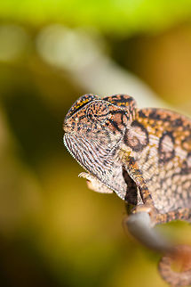 Carpet Chameleon - portrait 5, Pyreras Reserve, Madagascar Meet Furcifer lateralis, the Carpet Chameleon. Although these 2 individuals are *relatively* dull, many would consider this the most beautiful species of chameleon. Just enter it in image search and you will soon see why. In particular the female is wildly variable in color. Combined with their very fine granular pattern, it does make for a wild carpet. 

This is one of the chameleon species to change color based on mood, environment and time of day.
https://www.jungledragon.com/image/85348/carpet_chameleon_-_portrait_pyreras_reserve_madagascar.html
https://www.jungledragon.com/image/85349/carpet_chameleon_-_portrait_2_pyreras_reserve_madagascar.html
https://www.jungledragon.com/image/85352/carpet_chameleon_-_sunbathing_pyreras_reserve_madagascar.html
https://www.jungledragon.com/image/85350/carpet_chameleon_-_portrait_3_pyreras_reserve_madagascar.html
https://www.jungledragon.com/image/85351/carpet_chameleon_-_portrait_4_pyreras_reserve_madagascar.html
https://www.jungledragon.com/image/85353/carpet_chameleon_-_drunk_pyreras_reserve_madagascar.html
https://www.jungledragon.com/image/85354/carpet_chameleon_-_head_pyreras_reserve_madagascar.html Africa,Carpet chameleon,Furcifer lateralis,Geotagged,Madagascar,Madagascar 2019,Pyreras Reserve,Winter,World