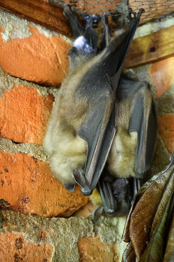 Madagascan flying fox, Pyreras Reserve, Madagascar In captivity in Pyreras Reserve. By day, they supposedly hang in this enclosement to which they voluntarily return after a hunt at night. Part of the megabat family, this is the largest bat of Madagascar. It is described as living into colonies of up to 1,000 individuals, which I imagine is quite a sight. I could only find the low quality video below of a large colony:<br />
<section class="video"><iframe width="448" height="282" src="https://www.youtube-nocookie.com/embed/ky2Y-q33RjM?hd=1&autoplay=0&rel=0" frameborder="0" allowfullscreen></iframe></section> Africa,Geotagged,Madagascan flying fox,Madagascar,Madagascar 2019,Pteropus rufus,Pyreras Reserve,Winter,World