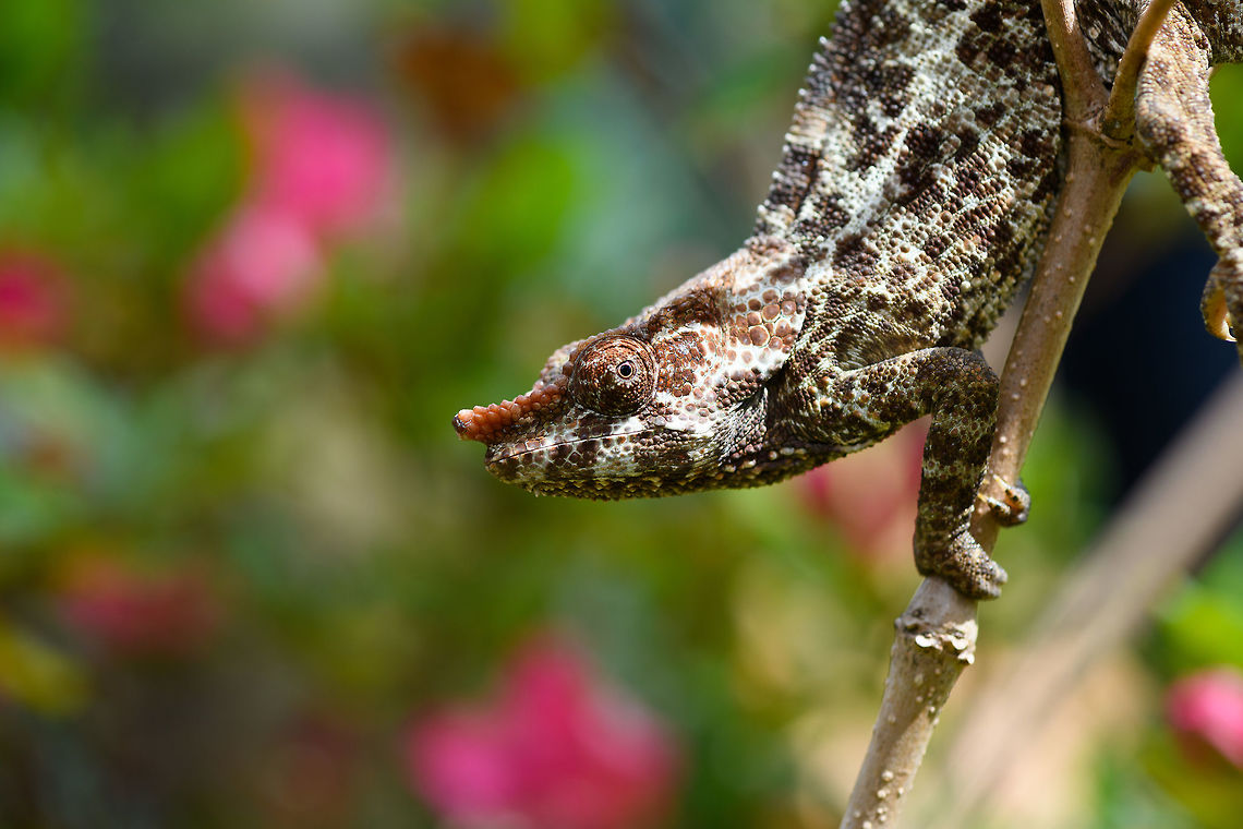 Short-horned chameleon - peek, Pyreras Reserve, Madagascar <figure class="photo"><a href="https://www.jungledragon.com/image/85408/short-horned_chameleon_pyreras_reserve_madagascar.html" title="Short-horned chameleon, Pyreras Reserve, Madagascar"><img src="https://s3.amazonaws.com/media.jungledragon.com/images/2/85408_thumb.jpg?AWSAccessKeyId=05GMT0V3GWVNE7GGM1R2&Expires=1770854410&Signature=4LdDSFW5YGFLC%2FASjU5YLWPEsBk%3D" width="200" height="188" alt="Short-horned chameleon, Pyreras Reserve, Madagascar https://www.jungledragon.com/image/85406/short-horned_chameleon_-_peek_pyreras_reserve_madagascar.html<br />
https://www.jungledragon.com/image/85407/short-horned_chameleon_-_head_pyreras_reserve_madagascar.html<br />
Female:<br />
<br />
https://www.jungledragon.com/image/85416/short-horned_chameleon_-_female_pyreras_reserve_madagascar.html Africa,Calumma brevicorne,Geotagged,Madagascar,Madagascar 2019,Pyreras Reserve,Short-horned chameleon,Winter,World" /></a></figure><br />
<figure class="photo"><a href="https://www.jungledragon.com/image/85407/short-horned_chameleon_-_head_pyreras_reserve_madagascar.html" title="Short-horned chameleon - head, Pyreras Reserve, Madagascar"><img src="https://s3.amazonaws.com/media.jungledragon.com/images/2/85407_thumb.jpg?AWSAccessKeyId=05GMT0V3GWVNE7GGM1R2&Expires=1770854410&Signature=taclSEdUGQZdhfTGjaOIW9knZR8%3D" width="200" height="134" alt="Short-horned chameleon - head, Pyreras Reserve, Madagascar https://www.jungledragon.com/image/85408/short-horned_chameleon_pyreras_reserve_madagascar.html<br />
https://www.jungledragon.com/image/85406/short-horned_chameleon_-_peek_pyreras_reserve_madagascar.html<br />
Female:<br />
<br />
https://www.jungledragon.com/image/85416/short-horned_chameleon_-_female_pyreras_reserve_madagascar.html Africa,Calumma brevicorne,Geotagged,Madagascar,Madagascar 2019,Pyreras Reserve,Short-horned chameleon,Winter,World" /></a></figure><br />
Female:<br />
<br />
<figure class="photo"><a href="https://www.jungledragon.com/image/85416/short-horned_chameleon_-_female_pyreras_reserve_madagascar.html" title="Short-horned chameleon - female, Pyreras Reserve, Madagascar"><img src="https://s3.amazonaws.com/media.jungledragon.com/images/2/85416_thumb.jpg?AWSAccessKeyId=05GMT0V3GWVNE7GGM1R2&Expires=1770854410&Signature=3UB4qihBCYLoh%2F4%2BcFqHY%2FCPUvA%3D" width="102" height="152" alt="Short-horned chameleon - female, Pyreras Reserve, Madagascar Male:<br />
https://www.jungledragon.com/image/85406/short-horned_chameleon_-_peek_pyreras_reserve_madagascar.html Africa,Calumma brevicorne,Geotagged,Madagascar,Madagascar 2019,Pyreras Reserve,Short-horned chameleon,Winter,World" /></a></figure> Africa,Calumma brevicorne,Geotagged,Madagascar,Madagascar 2019,Pyreras Reserve,Short-horned chameleon,Winter,World