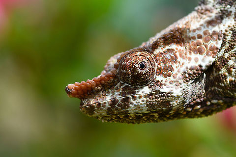 Short-horned chameleon - head, Pyreras Reserve, Madagascar https://www.jungledragon.com/image/85408/short-horned_chameleon_pyreras_reserve_madagascar.html
https://www.jungledragon.com/image/85406/short-horned_chameleon_-_peek_pyreras_reserve_madagascar.html
Female:

https://www.jungledragon.com/image/85416/short-horned_chameleon_-_female_pyreras_reserve_madagascar.html Africa,Calumma brevicorne,Geotagged,Madagascar,Madagascar 2019,Pyreras Reserve,Short-horned chameleon,Winter,World