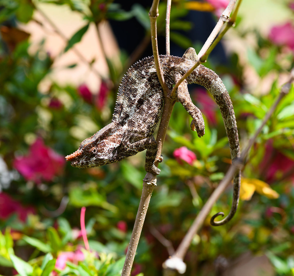 Short-horned chameleon, Pyreras Reserve, Madagascar <figure class="photo"><a href="https://www.jungledragon.com/image/85406/short-horned_chameleon_-_peek_pyreras_reserve_madagascar.html" title="Short-horned chameleon - peek, Pyreras Reserve, Madagascar"><img src="https://s3.amazonaws.com/media.jungledragon.com/images/2/85406_thumb.jpg?AWSAccessKeyId=05GMT0V3GWVNE7GGM1R2&Expires=1759968010&Signature=JwjWRTozIX2onFQ%2ByQllnnn41Jw%3D" width="200" height="134" alt="Short-horned chameleon - peek, Pyreras Reserve, Madagascar https://www.jungledragon.com/image/85408/short-horned_chameleon_pyreras_reserve_madagascar.html<br />
https://www.jungledragon.com/image/85407/short-horned_chameleon_-_head_pyreras_reserve_madagascar.html<br />
Female:<br />
<br />
https://www.jungledragon.com/image/85416/short-horned_chameleon_-_female_pyreras_reserve_madagascar.html Africa,Calumma brevicorne,Geotagged,Madagascar,Madagascar 2019,Pyreras Reserve,Short-horned chameleon,Winter,World" /></a></figure><br />
<figure class="photo"><a href="https://www.jungledragon.com/image/85407/short-horned_chameleon_-_head_pyreras_reserve_madagascar.html" title="Short-horned chameleon - head, Pyreras Reserve, Madagascar"><img src="https://s3.amazonaws.com/media.jungledragon.com/images/2/85407_thumb.jpg?AWSAccessKeyId=05GMT0V3GWVNE7GGM1R2&Expires=1759968010&Signature=Tt9J2YR6C%2FpJss5ZoYOn8vyVLWo%3D" width="200" height="134" alt="Short-horned chameleon - head, Pyreras Reserve, Madagascar https://www.jungledragon.com/image/85408/short-horned_chameleon_pyreras_reserve_madagascar.html<br />
https://www.jungledragon.com/image/85406/short-horned_chameleon_-_peek_pyreras_reserve_madagascar.html<br />
Female:<br />
<br />
https://www.jungledragon.com/image/85416/short-horned_chameleon_-_female_pyreras_reserve_madagascar.html Africa,Calumma brevicorne,Geotagged,Madagascar,Madagascar 2019,Pyreras Reserve,Short-horned chameleon,Winter,World" /></a></figure><br />
Female:<br />
<br />
<figure class="photo"><a href="https://www.jungledragon.com/image/85416/short-horned_chameleon_-_female_pyreras_reserve_madagascar.html" title="Short-horned chameleon - female, Pyreras Reserve, Madagascar"><img src="https://s3.amazonaws.com/media.jungledragon.com/images/2/85416_thumb.jpg?AWSAccessKeyId=05GMT0V3GWVNE7GGM1R2&Expires=1759968010&Signature=n0tDGMcpUdBUW%2BoZaiNFb0kSAMI%3D" width="102" height="152" alt="Short-horned chameleon - female, Pyreras Reserve, Madagascar Male:<br />
https://www.jungledragon.com/image/85406/short-horned_chameleon_-_peek_pyreras_reserve_madagascar.html Africa,Calumma brevicorne,Geotagged,Madagascar,Madagascar 2019,Pyreras Reserve,Short-horned chameleon,Winter,World" /></a></figure> Africa,Calumma brevicorne,Geotagged,Madagascar,Madagascar 2019,Pyreras Reserve,Short-horned chameleon,Winter,World