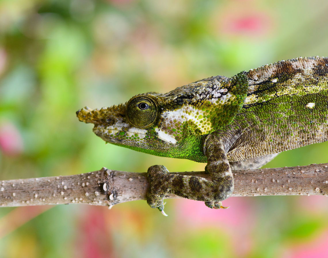 Green-eared chameleon - closeup (rotated), Pyreras Reserve, Madagascar <figure class="photo"><a href="https://www.jungledragon.com/image/85412/green-eared_chameleon_pyreras_reserve_madagascar.html" title="Green-eared chameleon, Pyreras Reserve, Madagascar"><img src="https://s3.amazonaws.com/media.jungledragon.com/images/2/85412_thumb.jpg?AWSAccessKeyId=05GMT0V3GWVNE7GGM1R2&Expires=1759968010&Signature=gAmOP8V6Lag%2FyitZlMPcXsDjc%2Bc%3D" width="102" height="152" alt="Green-eared chameleon, Pyreras Reserve, Madagascar https://www.jungledragon.com/image/85411/green-eared_chameleon_-_closeup_rotated_pyreras_reserve_madagascar.html Africa,Calumma malthe,Geotagged,Green-eared chameleon,Madagascar,Madagascar 2019,Pyreras Reserve,Winter,World" /></a></figure> Africa,Calumma malthe,Geotagged,Green-eared chameleon,Madagascar,Madagascar 2019,Pyreras Reserve,Winter,World