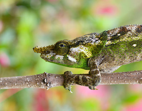 Green-eared chameleon - closeup (rotated), Pyreras Reserve, Madagascar https://www.jungledragon.com/image/85412/green-eared_chameleon_pyreras_reserve_madagascar.html Africa,Calumma malthe,Geotagged,Green-eared chameleon,Madagascar,Madagascar 2019,Pyreras Reserve,Winter,World
