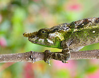 Green-eared chameleon - closeup (rotated), Pyreras Reserve, Madagascar https://www.jungledragon.com/image/85412/green-eared_chameleon_pyreras_reserve_madagascar.html Africa,Calumma malthe,Geotagged,Green-eared chameleon,Madagascar,Madagascar 2019,Pyreras Reserve,Winter,World