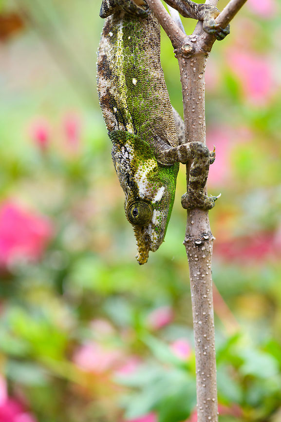 Green-eared chameleon, Pyreras Reserve, Madagascar <figure class="photo"><a href="https://www.jungledragon.com/image/85411/green-eared_chameleon_-_closeup_rotated_pyreras_reserve_madagascar.html" title="Green-eared chameleon - closeup (rotated), Pyreras Reserve, Madagascar"><img src="https://s3.amazonaws.com/media.jungledragon.com/images/2/85411_thumb.jpg?AWSAccessKeyId=05GMT0V3GWVNE7GGM1R2&Expires=1759968010&Signature=OkyTq2G%2F2IQHUDiwhFgX4E%2FNFww%3D" width="200" height="158" alt="Green-eared chameleon - closeup (rotated), Pyreras Reserve, Madagascar https://www.jungledragon.com/image/85412/green-eared_chameleon_pyreras_reserve_madagascar.html Africa,Calumma malthe,Geotagged,Green-eared chameleon,Madagascar,Madagascar 2019,Pyreras Reserve,Winter,World" /></a></figure> Africa,Calumma malthe,Geotagged,Green-eared chameleon,Madagascar,Madagascar 2019,Pyreras Reserve,Winter,World