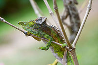 Antimena chameleon, Pyreras Reserve, Madagascar Sometimes called the White-lined Chameleon. A beautiful little (not so little) dragon. Key characteristics are the spiny scales on the back, the large crest and the snout projection. This is probably the male, which can grow twice as large as the female.<br />
https://www.jungledragon.com/image/85414/antimena_chameleon_-_closeup_pyreras_reserve_madagascar.html Africa,Antimena chameleon,Furcifer antimena,Geotagged,Madagascar,Madagascar 2019,Pyreras Reserve,Winter,World