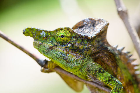 Antimena chameleon - closeup, Pyreras Reserve, Madagascar Sometimes called the White-lined Chameleon. A beautiful little (not so little) dragon. Key characteristics are the spiny scales on the back, the large crest and the snout projection. This is probably the male, which can grow twice as large as the female.
https://www.jungledragon.com/image/85413/antimena_chameleon_pyreras_reserve_madagascar.html Africa,Antimena chameleon,Furcifer antimena,Geotagged,Madagascar,Madagascar 2019,Pyreras Reserve,Winter,World