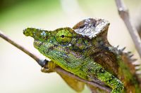Antimena chameleon - closeup, Pyreras Reserve, Madagascar Sometimes called the White-lined Chameleon. A beautiful little (not so little) dragon. Key characteristics are the spiny scales on the back, the large crest and the snout projection. This is probably the male, which can grow twice as large as the female.<br />
https://www.jungledragon.com/image/85413/antimena_chameleon_pyreras_reserve_madagascar.html Africa,Antimena chameleon,Furcifer antimena,Geotagged,Madagascar,Madagascar 2019,Pyreras Reserve,Winter,World