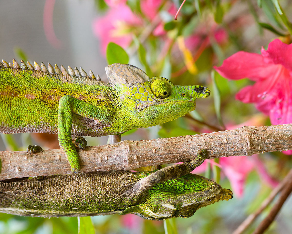 Antimena chameleon and a neighbour, Pyreras Reserve, Madagascar A rotated shot. I initially thought this was the male and female of the Antimena species, but I was wrong.<br />
Top: Antimena chameleon (male)<br />
Bottom: Green-eared chameleon (unknown sex) Africa,Antimena chameleon,Furcifer antimena,Geotagged,Madagascar,Madagascar 2019,Pyreras Reserve,Winter,World