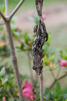 Short-horned chameleon - female, Pyreras Reserve, Madagascar Male:
https://www.jungledragon.com/image/85406/short-horned_chameleon_-_peek_pyreras_reserve_madagascar.html Africa,Calumma brevicorne,Geotagged,Madagascar,Madagascar 2019,Pyreras Reserve,Short-horned chameleon,Winter,World