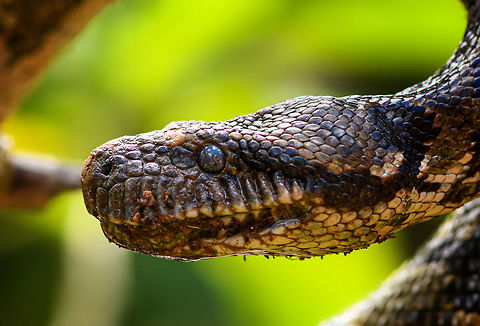Malagasy tree boa - head 2, Pyreras Reserve, Madagascar A beautiful specialist of about 1.5m in maximum length, non-venomous. In dutch it's named the "dog head boa", I'm still not sure why. It does have an unusually large head and Ive' also read its infra red receptors to detect prey are unusually large. It feeds on small mammals and birds.
https://www.jungledragon.com/image/85420/malagasy_tree_boa_-_stare_pyreras_reserve_madagascar.html
https://www.jungledragon.com/image/85419/malagasy_tree_boa_-_head_pyreras_reserve_madagascar.html
A video by somebody else to get an idea of its size:

https://www.youtube.com/watch?v=fvKMYTXPD3E Africa,Geotagged,Madagascar,Madagascar 2019,Malagasy tree boa,Pyreras Reserve,Sanzinia madagascariensis,Winter,World