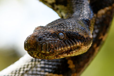 Malagasy tree boa - head, Pyreras Reserve, Madagascar A beautiful specialist of about 1.5m in maximum length, non-venomous. In dutch it's named the "dog head boa", I'm still not sure why. It does have an unusually large head and Ive' also read its infra red receptors to detect prey are unusually large. It feeds on small mammals and birds.
https://www.jungledragon.com/image/85420/malagasy_tree_boa_-_stare_pyreras_reserve_madagascar.html
https://www.jungledragon.com/image/85418/malagasy_tree_boa_-_head_2_pyreras_reserve_madagascar.html
A video by somebody else to get an idea of its size:

https://www.youtube.com/watch?v=fvKMYTXPD3E Africa,Geotagged,Madagascar,Madagascar 2019,Malagasy tree boa,Pyreras Reserve,Sanzinia madagascariensis,Winter,World