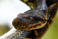 Malagasy tree boa - head, Pyreras Reserve, Madagascar A beautiful specialist of about 1.5m in maximum length, non-venomous. In dutch it's named the "dog head boa", I'm still not sure why. It does have an unusually large head and Ive' also read its infra red receptors to detect prey are unusually large. It feeds on small mammals and birds.<br />
https://www.jungledragon.com/image/85420/malagasy_tree_boa_-_stare_pyreras_reserve_madagascar.html<br />
https://www.jungledragon.com/image/85418/malagasy_tree_boa_-_head_2_pyreras_reserve_madagascar.html<br />
A video by somebody else to get an idea of its size:<br />
<br />
https://www.youtube.com/watch?v=fvKMYTXPD3E Africa,Geotagged,Madagascar,Madagascar 2019,Malagasy tree boa,Pyreras Reserve,Sanzinia madagascariensis,Winter,World
