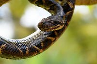 Malagasy tree boa - stare, Pyreras Reserve, Madagascar A beautiful specialist of about 1.5m in maximum length, non-venomous. In dutch it's named the "dog head boa", I'm still not sure why. It does have an unusually large head and Ive' also read its infra red receptors to detect prey are unusually large. It feeds on small mammals and birds.<br />
https://www.jungledragon.com/image/85419/malagasy_tree_boa_-_head_pyreras_reserve_madagascar.html<br />
https://www.jungledragon.com/image/85418/malagasy_tree_boa_-_head_2_pyreras_reserve_madagascar.html<br />
A video by somebody else to get an idea of its size:<br />
<br />
https://www.youtube.com/watch?v=fvKMYTXPD3E Africa,Geotagged,Madagascar,Madagascar 2019,Malagasy tree boa,Pyreras Reserve,Sanzinia madagascariensis,Winter,World