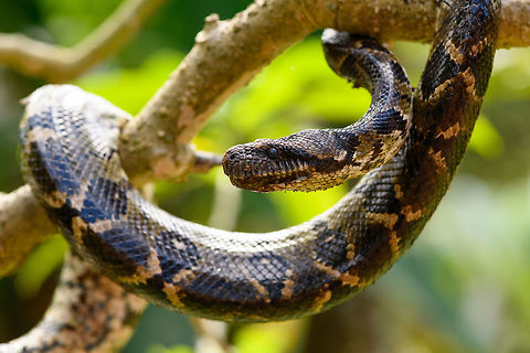 Malagasy tree boa, Pyreras Reserve, Madagascar A beautiful specialist of about 1.5m in maximum length, non-venomous. In dutch it's named the "dog head boa", I'm still not sure why. It does have an unusually large head and Ive' also read its infra red receptors to detect prey are unusually large. It feeds on small mammals and birds.
https://www.jungledragon.com/image/85420/malagasy_tree_boa_-_stare_pyreras_reserve_madagascar.html
https://www.jungledragon.com/image/85419/malagasy_tree_boa_-_head_pyreras_reserve_madagascar.html
https://www.jungledragon.com/image/85418/malagasy_tree_boa_-_head_2_pyreras_reserve_madagascar.html
A video by somebody else to get an idea of its size:

https://www.youtube.com/watch?v=fvKMYTXPD3E Africa,Geotagged,Madagascar,Madagascar 2019,Malagasy tree boa,Pyreras Reserve,Sanzinia madagascariensis,Winter,World