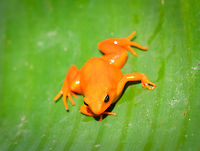 Golden Mantella - top view, Pyreras Reserve, Madagascar A gorgeous yet severely threatened frog from Madagascar. <br />
https://www.jungledragon.com/image/85425/golden_mantella_pyreras_reserve_madagascar.html<br />
https://www.jungledragon.com/image/85424/golden_mantella_-_side_view_pyreras_reserve_madagascar.html<br />
https://www.jungledragon.com/image/85423/golden_mantella_-_front_view_pyreras_reserve_madagascar.html Africa,Geotagged,Golden Mantella,Madagascar,Madagascar 2019,Mantella aurantiaca,Pyreras Reserve,Winter,World