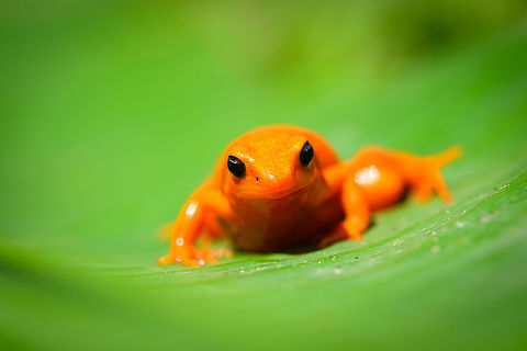 Golden Mantella - front view, Pyreras Reserve, Madagascar A gorgeous yet severely threatened frog from Madagascar. 
https://www.jungledragon.com/image/85425/golden_mantella_pyreras_reserve_madagascar.html
https://www.jungledragon.com/image/85424/golden_mantella_-_side_view_pyreras_reserve_madagascar.html
https://www.jungledragon.com/image/85422/golden_mantella_-_top_view_pyreras_reserve_madagascar.html Africa,Geotagged,Golden Mantella,Madagascar,Madagascar 2019,Mantella aurantiaca,Pyreras Reserve,Winter,World