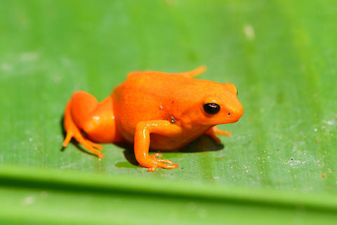 Golden Mantella - side view, Pyreras Reserve, Madagascar A gorgeous yet severely threatened frog from Madagascar. 
https://www.jungledragon.com/image/85425/golden_mantella_pyreras_reserve_madagascar.html
https://www.jungledragon.com/image/85423/golden_mantella_-_front_view_pyreras_reserve_madagascar.html
https://www.jungledragon.com/image/85422/golden_mantella_-_top_view_pyreras_reserve_madagascar.html Africa,Geotagged,Golden Mantella,Madagascar,Madagascar 2019,Mantella aurantiaca,Pyreras Reserve,Winter,World
