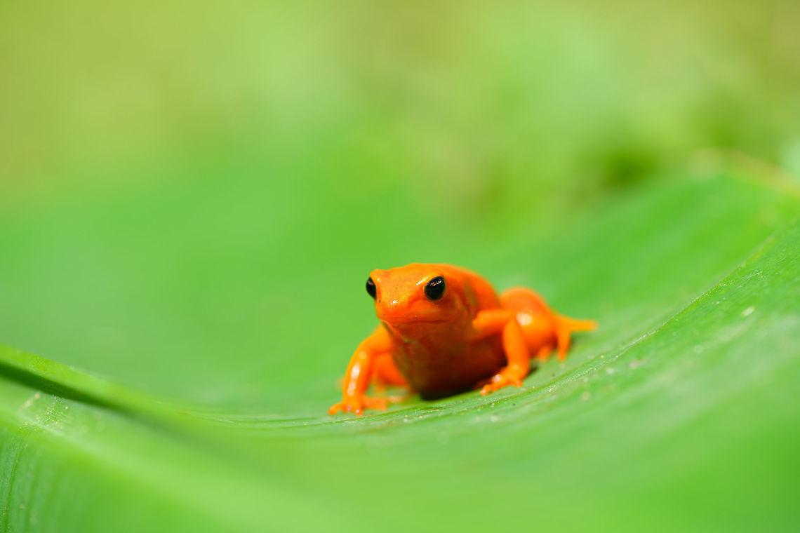 Golden Mantella, Pyreras Reserve, Madagascar A gorgeous yet severely threatened frog from Madagascar. <br />
<figure class="photo"><a href="https://www.jungledragon.com/image/85424/golden_mantella_-_side_view_pyreras_reserve_madagascar.html" title="Golden Mantella - side view, Pyreras Reserve, Madagascar"><img src="https://s3.amazonaws.com/media.jungledragon.com/images/2/85424_thumb.jpg?AWSAccessKeyId=05GMT0V3GWVNE7GGM1R2&Expires=1770854410&Signature=qSy9uZTVFOMiLAHmY5jZpTbVHDc%3D" width="200" height="134" alt="Golden Mantella - side view, Pyreras Reserve, Madagascar A gorgeous yet severely threatened frog from Madagascar. <br />
https://www.jungledragon.com/image/85425/golden_mantella_pyreras_reserve_madagascar.html<br />
https://www.jungledragon.com/image/85423/golden_mantella_-_front_view_pyreras_reserve_madagascar.html<br />
https://www.jungledragon.com/image/85422/golden_mantella_-_top_view_pyreras_reserve_madagascar.html Africa,Geotagged,Golden Mantella,Madagascar,Madagascar 2019,Mantella aurantiaca,Pyreras Reserve,Winter,World" /></a></figure><br />
<figure class="photo"><a href="https://www.jungledragon.com/image/85423/golden_mantella_-_front_view_pyreras_reserve_madagascar.html" title="Golden Mantella - front view, Pyreras Reserve, Madagascar"><img src="https://s3.amazonaws.com/media.jungledragon.com/images/2/85423_thumb.jpg?AWSAccessKeyId=05GMT0V3GWVNE7GGM1R2&Expires=1770854410&Signature=Ajpn7CZcHaBmq%2FQ1p4XBJo3CcDc%3D" width="200" height="134" alt="Golden Mantella - front view, Pyreras Reserve, Madagascar A gorgeous yet severely threatened frog from Madagascar. <br />
https://www.jungledragon.com/image/85425/golden_mantella_pyreras_reserve_madagascar.html<br />
https://www.jungledragon.com/image/85424/golden_mantella_-_side_view_pyreras_reserve_madagascar.html<br />
https://www.jungledragon.com/image/85422/golden_mantella_-_top_view_pyreras_reserve_madagascar.html Africa,Geotagged,Golden Mantella,Madagascar,Madagascar 2019,Mantella aurantiaca,Pyreras Reserve,Winter,World" /></a></figure><br />
<figure class="photo"><a href="https://www.jungledragon.com/image/85422/golden_mantella_-_top_view_pyreras_reserve_madagascar.html" title="Golden Mantella - top view, Pyreras Reserve, Madagascar"><img src="https://s3.amazonaws.com/media.jungledragon.com/images/2/85422_thumb.jpg?AWSAccessKeyId=05GMT0V3GWVNE7GGM1R2&Expires=1770854410&Signature=PsAvGe84k1iag7R9STwaIUOKBCY%3D" width="200" height="152" alt="Golden Mantella - top view, Pyreras Reserve, Madagascar A gorgeous yet severely threatened frog from Madagascar. <br />
https://www.jungledragon.com/image/85425/golden_mantella_pyreras_reserve_madagascar.html<br />
https://www.jungledragon.com/image/85424/golden_mantella_-_side_view_pyreras_reserve_madagascar.html<br />
https://www.jungledragon.com/image/85423/golden_mantella_-_front_view_pyreras_reserve_madagascar.html Africa,Geotagged,Golden Mantella,Madagascar,Madagascar 2019,Mantella aurantiaca,Pyreras Reserve,Winter,World" /></a></figure> Africa,Geotagged,Golden Mantella,Madagascar,Madagascar 2019,Mantella aurantiaca,Pyreras Reserve,Winter,World