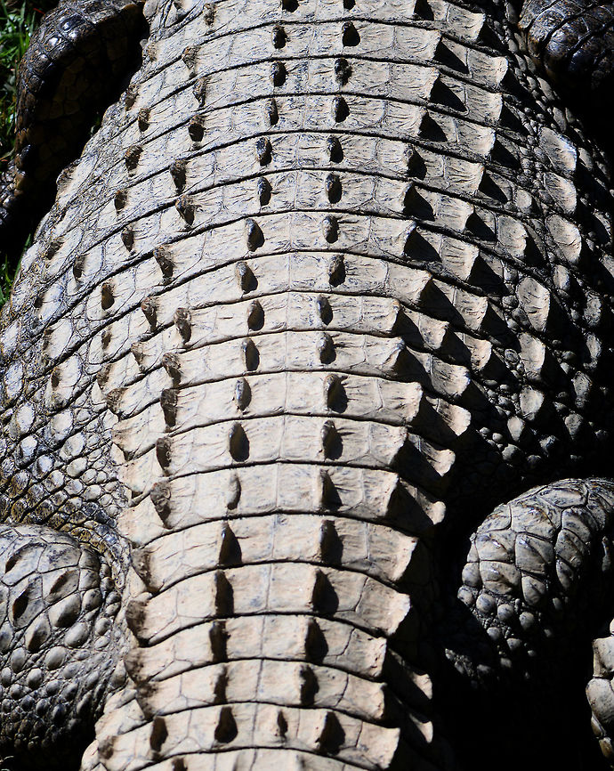 Nile crocodile - armor, Pyreras Reserve, Madagascar There it lies, a beast to be respected. This is one of very few animals in Madagascar potentially harmful or lethal to humans. Not even snakes are venomous in Madagascar. <br />
<br />
As the exception within Madagascar, it is a powerful one. They can grow up to 5 or 6m, and their size indicates their rank in the hierarchy. They are masters of patience and can wait days or even weeks for an opportunity. They are non-picky generalists that take on any mammal. That, and the fact that it shares habitat with people across most of its range makes this animal the most prolific predator of humans among wild animals.<br />
<br />
Snakes cause more deaths, yet snakes do not hunt humans, they act in self defense. Mosquitoes kill far more people, yet mosquitoes do not intentionally predate people. As it comes to actively hunting humans for the sake of predation (food), this is the most dangerous animal in the world. <br />
<br />
That said, only 25% of Nile Crocodiles are large enough to fatally injure a human. Wikipedia also suggests that human fatalities are in part cultural. People have an endless panicky fear of lions yet too little for this crocodile. In reality, Nile Crocodiles cause 8 times more humans deaths compared to lions. <br />
<br />
Still, this species kills more people than all other crocodile species combined. The fatality rate is also the highest. <br />
<br />
Or in short: as silly meat bags, it&#039;s best to keep some distance.<br />
<figure class="photo"><a href="https://www.jungledragon.com/image/85451/nile_crocodile_pyreras_reserve_madagascar.html" title="Nile crocodile, Pyreras Reserve, Madagascar"><img src="https://s3.amazonaws.com/media.jungledragon.com/images/2/85451_thumb.jpg?AWSAccessKeyId=05GMT0V3GWVNE7GGM1R2&Expires=1759968010&Signature=cmT0UOE1hA5k9jfFk1G3R2Gq5yc%3D" width="200" height="134" alt="Nile crocodile, Pyreras Reserve, Madagascar There it lies, a beast to be respected. This is one of very few animals in Madagascar potentially harmful or lethal to humans. Not even snakes are venomous in Madagascar. <br />
<br />
As the exception within Madagascar, it is a powerful one. They can grow up to 5 or 6m, and their size indicates their rank in the hierarchy. They are masters of patience and can wait days or even weeks for an opportunity. They are non-picky generalists that take on any mammal. That, and the fact that it shares habitat with people across most of its range makes this animal the most prolific predator of humans among wild animals.<br />
<br />
Snakes cause more deaths, yet snakes do not hunt humans, they act in self defense. Mosquitoes kill far more people, yet mosquitoes do not intentionally predate people. As it comes to actively hunting humans for the sake of predation (food), this is the most dangerous animal in the world. <br />
<br />
That said, only 25% of Nile Crocodiles are large enough to fatally injure a human. Wikipedia also suggests that human fatalities are in part cultural. People have an endless panicky fear of lions yet too little for this crocodile. In reality, Nile Crocodiles cause 8 times more humans deaths compared to lions. <br />
<br />
Still, this species kills more people than all other crocodile species combined. The fatality rate is also the highest. <br />
<br />
Or in short: as silly meat bags, it&#039;s best to keep some distance.<br />
https://www.jungledragon.com/image/85450/nile_crocodile_-_armor_pyreras_reserve_madagascar.html<br />
<br />
7 years earlier, also in Madagascar:<br />
<br />
https://www.jungledragon.com/image/9205/awaken_the_giant.html<br />
5 years earlier, snacking on a monitor:<br />
<br />
https://www.jungledragon.com/image/14979/nile_crocodile_kills_nile_monitor_mara_river_tanzania.html<br />
3 years earlier, ignorant me:<br />
<br />
https://www.jungledragon.com/image/43658/nile_crocodile_ankarafantsika_madagascar.html<br />
And we&#039;re not done yet. Consider this full episode of a legendary documentary where a researcher decided it&#039;s a great idea to go diving in crocodile infested rivers, to check nesting:<br />
<br />
https://www.youtube.com/watch?v=eIAG852keFA Africa,Crocodylus niloticus,Geotagged,Madagascar,Madagascar 2019,Nile crocodile,Pyreras Reserve,Winter,World" /></a></figure><br />
<br />
7 years earlier, also in Madagascar:<br />
<br />
<figure class="photo"><a href="https://www.jungledragon.com/image/9205/awaken_the_giant.html" title="Awaken the giant"><img src="https://s3.amazonaws.com/media.jungledragon.com/images/2/9205_thumb.jpg?AWSAccessKeyId=05GMT0V3GWVNE7GGM1R2&Expires=1759968010&Signature=cMnBZVuUg3KHNdrvuqV%2FW5SdBpA%3D" width="200" height="134" alt="Awaken the giant The Malagasy sub specie of the giant Nile Crocodile is a creature of few words, yet many teeth. At times like these, 500mm of zoom range comes in handy. Andasibe,Crocodylus niloticus,Madagascar,Nile crocodile" /></a></figure><br />
5 years earlier, snacking on a monitor:<br />
<br />
<figure class="photo"><a href="https://www.jungledragon.com/image/14979/nile_crocodile_kills_nile_monitor_mara_river_tanzania.html" title="Nile Crocodile kills Nile Monitor, Mara River, Tanzania"><img src="https://s3.amazonaws.com/media.jungledragon.com/images/2/14979_thumb.jpg?AWSAccessKeyId=05GMT0V3GWVNE7GGM1R2&Expires=1759968010&Signature=sNtSGb7oyLog3gYwsolq4EUird8%3D" width="200" height="134" alt="Nile Crocodile kills Nile Monitor, Mara River, Tanzania As I took this photo, I figured it to be a Nile Crocodile resting at the Mara river. As I was post processing it just today, zooming in, only now I noticed it is actually chewing on a Nile Monitor. Africa,Crocodylus niloticus,Nile crocodile,Serengeti National Park,Serengeti North,Serengeti area,Tanzania" /></a></figure><br />
3 years earlier, ignorant me:<br />
<br />
<figure class="photo"><a href="https://www.jungledragon.com/image/43658/nile_crocodile_ankarafantsika_madagascar.html" title="Nile crocodile, Ankarafantsika, Madagascar"><img src="https://s3.amazonaws.com/media.jungledragon.com/images/2/43658_thumb.jpg?AWSAccessKeyId=05GMT0V3GWVNE7GGM1R2&Expires=1759968010&Signature=t4d8r5zSaPrlknh1PKFOl9qN6PE%3D" width="200" height="134" alt="Nile crocodile, Ankarafantsika, Madagascar Swimming by our boat. An interesting observation since I did not know this lake had crocodiles, and the days prior I spend a lot of time doing macro photography around the edges of the lake :) Africa,Ankarafantsika,Crocodylus niloticus,Geotagged,Madagascar,Madagascar North,Nile crocodile,Spring,World" /></a></figure><br />
And we&#039;re not done yet. Consider this full episode of a legendary documentary where a researcher decided it&#039;s a great idea to go diving in crocodile infested rivers, to check nesting:<br />
<br />
<section class="video"><iframe width="448" height="282" src="https://www.youtube-nocookie.com/embed/eIAG852keFA?hd=1&autoplay=0&rel=0" frameborder="0" allowfullscreen></iframe></section> Africa,Crocodylus niloticus,Geotagged,Madagascar,Madagascar 2019,Nile crocodile,Pyreras Reserve,Winter,World