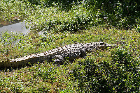 Nile crocodile, Pyreras Reserve, Madagascar There it lies, a beast to be respected. This is one of very few animals in Madagascar potentially harmful or lethal to humans. Not even snakes are venomous in Madagascar. 

As the exception within Madagascar, it is a powerful one. They can grow up to 5 or 6m, and their size indicates their rank in the hierarchy. They are masters of patience and can wait days or even weeks for an opportunity. They are non-picky generalists that take on any mammal. That, and the fact that it shares habitat with people across most of its range makes this animal the most prolific predator of humans among wild animals.

Snakes cause more deaths, yet snakes do not hunt humans, they act in self defense. Mosquitoes kill far more people, yet mosquitoes do not intentionally predate people. As it comes to actively hunting humans for the sake of predation (food), this is the most dangerous animal in the world. 

That said, only 25% of Nile Crocodiles are large enough to fatally injure a human. Wikipedia also suggests that human fatalities are in part cultural. People have an endless panicky fear of lions yet too little for this crocodile. In reality, Nile Crocodiles cause 8 times more humans deaths compared to lions. 

Still, this species kills more people than all other crocodile species combined. The fatality rate is also the highest. 

Or in short: as silly meat bags, it's best to keep some distance.
https://www.jungledragon.com/image/85450/nile_crocodile_-_armor_pyreras_reserve_madagascar.html

7 years earlier, also in Madagascar:

https://www.jungledragon.com/image/9205/awaken_the_giant.html
5 years earlier, snacking on a monitor:

https://www.jungledragon.com/image/14979/nile_crocodile_kills_nile_monitor_mara_river_tanzania.html
3 years earlier, ignorant me:

https://www.jungledragon.com/image/43658/nile_crocodile_ankarafantsika_madagascar.html
And we're not done yet. Consider this full episode of a legendary documentary where a researcher decided it's a great idea to go diving in crocodile infested rivers, to check nesting:

https://www.youtube.com/watch?v=eIAG852keFA Africa,Crocodylus niloticus,Geotagged,Madagascar,Madagascar 2019,Nile crocodile,Pyreras Reserve,Winter,World