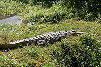 Nile crocodile, Pyreras Reserve, Madagascar There it lies, a beast to be respected. This is one of very few animals in Madagascar potentially harmful or lethal to humans. Not even snakes are venomous in Madagascar. <br />
<br />
As the exception within Madagascar, it is a powerful one. They can grow up to 5 or 6m, and their size indicates their rank in the hierarchy. They are masters of patience and can wait days or even weeks for an opportunity. They are non-picky generalists that take on any mammal. That, and the fact that it shares habitat with people across most of its range makes this animal the most prolific predator of humans among wild animals.<br />
<br />
Snakes cause more deaths, yet snakes do not hunt humans, they act in self defense. Mosquitoes kill far more people, yet mosquitoes do not intentionally predate people. As it comes to actively hunting humans for the sake of predation (food), this is the most dangerous animal in the world. <br />
<br />
That said, only 25% of Nile Crocodiles are large enough to fatally injure a human. Wikipedia also suggests that human fatalities are in part cultural. People have an endless panicky fear of lions yet too little for this crocodile. In reality, Nile Crocodiles cause 8 times more humans deaths compared to lions. <br />
<br />
Still, this species kills more people than all other crocodile species combined. The fatality rate is also the highest. <br />
<br />
Or in short: as silly meat bags, it's best to keep some distance.<br />
https://www.jungledragon.com/image/85450/nile_crocodile_-_armor_pyreras_reserve_madagascar.html<br />
<br />
7 years earlier, also in Madagascar:<br />
<br />
https://www.jungledragon.com/image/9205/awaken_the_giant.html<br />
5 years earlier, snacking on a monitor:<br />
<br />
https://www.jungledragon.com/image/14979/nile_crocodile_kills_nile_monitor_mara_river_tanzania.html<br />
3 years earlier, ignorant me:<br />
<br />
https://www.jungledragon.com/image/43658/nile_crocodile_ankarafantsika_madagascar.html<br />
And we're not done yet. Consider this full episode of a legendary documentary where a researcher decided it's a great idea to go diving in crocodile infested rivers, to check nesting:<br />
<br />
https://www.youtube.com/watch?v=eIAG852keFA Africa,Crocodylus niloticus,Geotagged,Madagascar,Madagascar 2019,Nile crocodile,Pyreras Reserve,Winter,World
