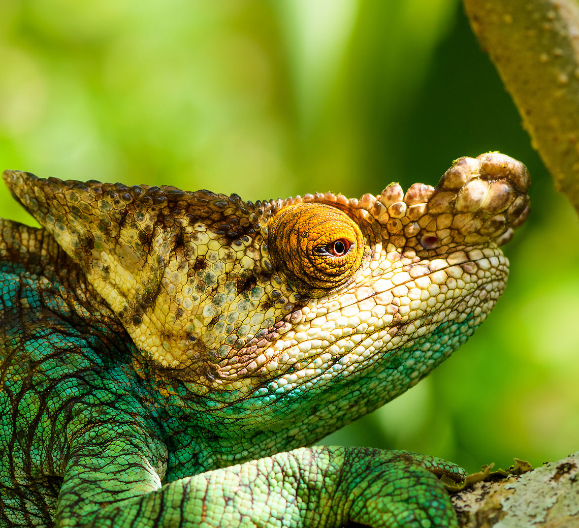 Parsons chameleon - male closeup, Pyreras Reserve, Madagascar A very beautiful, very large male individual of the heaviest chameleon species in the world. This species is large enough to consider small mammals, birds and other reptiles as part of its diet. It will probably not spent a lot of time considering anything, instead catapult its tongue at anything moving.<br />
<br />
There&#039;s multiple variants of this species, this one is aptly called &quot;orange eye&quot;.<br />
<figure class="photo"><a href="https://www.jungledragon.com/image/85454/parsons_chameleon_-_male_pyreras_reserve_madagascar.html" title="Parsons chameleon - male, Pyreras Reserve, Madagascar"><img src="https://s3.amazonaws.com/media.jungledragon.com/images/2/85454_thumb.jpg?AWSAccessKeyId=05GMT0V3GWVNE7GGM1R2&Expires=1767225610&Signature=%2FNhV1tHqFpL%2FdjsY6sF%2Fuc8ywIM%3D" width="200" height="150" alt="Parsons chameleon - male, Pyreras Reserve, Madagascar A very beautiful, very large male individual of the heaviest chameleon species in the world. This species is large enough to consider small mammals, birds and other reptiles as part of its diet. It will probably not spent a lot of time considering anything, instead catapult its tongue at anything moving.<br />
<br />
There&#039;s multiple variants of this species, this one is aptly called &quot;orange eye&quot;.<br />
https://www.jungledragon.com/image/85453/parsons_chameleon_-_male_closeup_pyreras_reserve_madagascar.html<br />
https://www.jungledragon.com/image/85455/parsons_chameleon_-_eye_closeup_pyreras_reserve_madagascar.html Africa,Calumma parsonii,Geotagged,Madagascar,Madagascar 2019,Parsons chameleon,Pyreras Reserve,Winter,World" /></a></figure><br />
<figure class="photo"><a href="https://www.jungledragon.com/image/85455/parsons_chameleon_-_eye_closeup_pyreras_reserve_madagascar.html" title="Parsons chameleon - eye closeup, Pyreras Reserve, Madagascar"><img src="https://s3.amazonaws.com/media.jungledragon.com/images/2/85455_thumb.jpg?AWSAccessKeyId=05GMT0V3GWVNE7GGM1R2&Expires=1767225610&Signature=JTQ1bAPPTnQ2UMfSYmpCAcQzntE%3D" width="142" height="152" alt="Parsons chameleon - eye closeup, Pyreras Reserve, Madagascar A very beautiful, very large male individual of the heaviest chameleon species in the world. This species is large enough to consider small mammals, birds and other reptiles as part of its diet. It will probably not spent a lot of time considering anything, instead catapult its tongue at anything moving.<br />
<br />
There&#039;s multiple variants of this species, this one is aptly called &quot;orange eye&quot;.<br />
https://www.jungledragon.com/image/85454/parsons_chameleon_-_male_pyreras_reserve_madagascar.html<br />
https://www.jungledragon.com/image/85453/parsons_chameleon_-_male_closeup_pyreras_reserve_madagascar.html Africa,Calumma parsonii,Geotagged,Madagascar,Madagascar 2019,Parsons chameleon,Pyreras Reserve,Winter,World" /></a></figure> Africa,Calumma parsonii,Geotagged,Madagascar,Madagascar 2019,Parsons chameleon,Pyreras Reserve,Winter,World