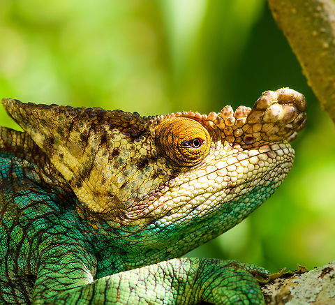 Parsons chameleon - male closeup, Pyreras Reserve, Madagascar A very beautiful, very large male individual of the heaviest chameleon species in the world. This species is large enough to consider small mammals, birds and other reptiles as part of its diet. It will probably not spent a lot of time considering anything, instead catapult its tongue at anything moving.

There's multiple variants of this species, this one is aptly called "orange eye".
https://www.jungledragon.com/image/85454/parsons_chameleon_-_male_pyreras_reserve_madagascar.html
https://www.jungledragon.com/image/85455/parsons_chameleon_-_eye_closeup_pyreras_reserve_madagascar.html Africa,Calumma parsonii,Geotagged,Madagascar,Madagascar 2019,Parsons chameleon,Pyreras Reserve,Winter,World