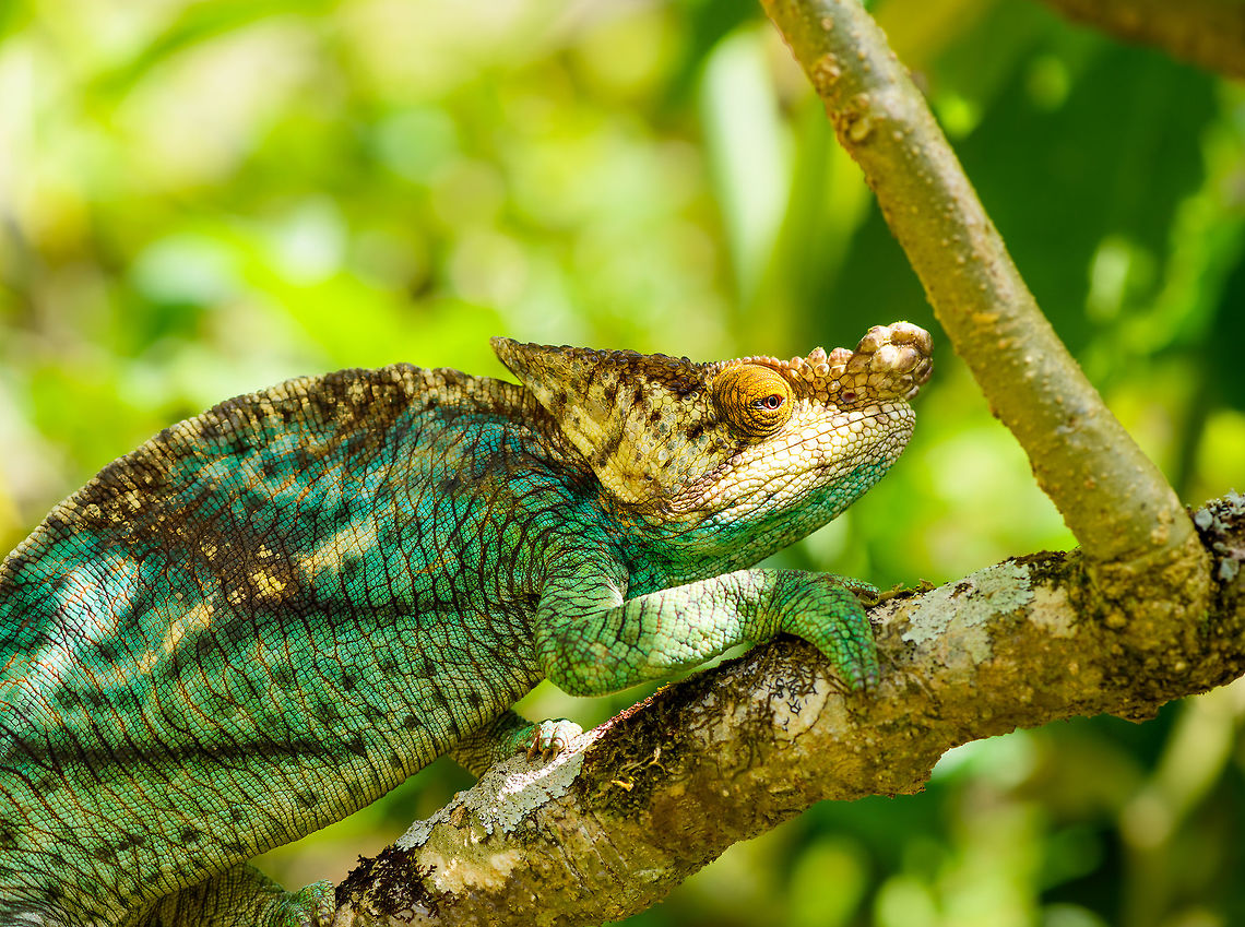 Parsons chameleon - male, Pyreras Reserve, Madagascar A very beautiful, very large male individual of the heaviest chameleon species in the world. This species is large enough to consider small mammals, birds and other reptiles as part of its diet. It will probably not spent a lot of time considering anything, instead catapult its tongue at anything moving.<br />
<br />
There&#039;s multiple variants of this species, this one is aptly called &quot;orange eye&quot;.<br />
<figure class="photo"><a href="https://www.jungledragon.com/image/85453/parsons_chameleon_-_male_closeup_pyreras_reserve_madagascar.html" title="Parsons chameleon - male closeup, Pyreras Reserve, Madagascar"><img src="https://s3.amazonaws.com/media.jungledragon.com/images/2/85453_thumb.jpg?AWSAccessKeyId=05GMT0V3GWVNE7GGM1R2&Expires=1759968010&Signature=6O8Feyptw6uxsj7MjFyxn9X4TnY%3D" width="200" height="184" alt="Parsons chameleon - male closeup, Pyreras Reserve, Madagascar A very beautiful, very large male individual of the heaviest chameleon species in the world. This species is large enough to consider small mammals, birds and other reptiles as part of its diet. It will probably not spent a lot of time considering anything, instead catapult its tongue at anything moving.<br />
<br />
There&#039;s multiple variants of this species, this one is aptly called &quot;orange eye&quot;.<br />
https://www.jungledragon.com/image/85454/parsons_chameleon_-_male_pyreras_reserve_madagascar.html<br />
https://www.jungledragon.com/image/85455/parsons_chameleon_-_eye_closeup_pyreras_reserve_madagascar.html Africa,Calumma parsonii,Geotagged,Madagascar,Madagascar 2019,Parsons chameleon,Pyreras Reserve,Winter,World" /></a></figure><br />
<figure class="photo"><a href="https://www.jungledragon.com/image/85455/parsons_chameleon_-_eye_closeup_pyreras_reserve_madagascar.html" title="Parsons chameleon - eye closeup, Pyreras Reserve, Madagascar"><img src="https://s3.amazonaws.com/media.jungledragon.com/images/2/85455_thumb.jpg?AWSAccessKeyId=05GMT0V3GWVNE7GGM1R2&Expires=1759968010&Signature=l%2BfGIWynZgsn1N3SmLZaNjZw4No%3D" width="142" height="152" alt="Parsons chameleon - eye closeup, Pyreras Reserve, Madagascar A very beautiful, very large male individual of the heaviest chameleon species in the world. This species is large enough to consider small mammals, birds and other reptiles as part of its diet. It will probably not spent a lot of time considering anything, instead catapult its tongue at anything moving.<br />
<br />
There&#039;s multiple variants of this species, this one is aptly called &quot;orange eye&quot;.<br />
https://www.jungledragon.com/image/85454/parsons_chameleon_-_male_pyreras_reserve_madagascar.html<br />
https://www.jungledragon.com/image/85453/parsons_chameleon_-_male_closeup_pyreras_reserve_madagascar.html Africa,Calumma parsonii,Geotagged,Madagascar,Madagascar 2019,Parsons chameleon,Pyreras Reserve,Winter,World" /></a></figure> Africa,Calumma parsonii,Geotagged,Madagascar,Madagascar 2019,Parsons chameleon,Pyreras Reserve,Winter,World