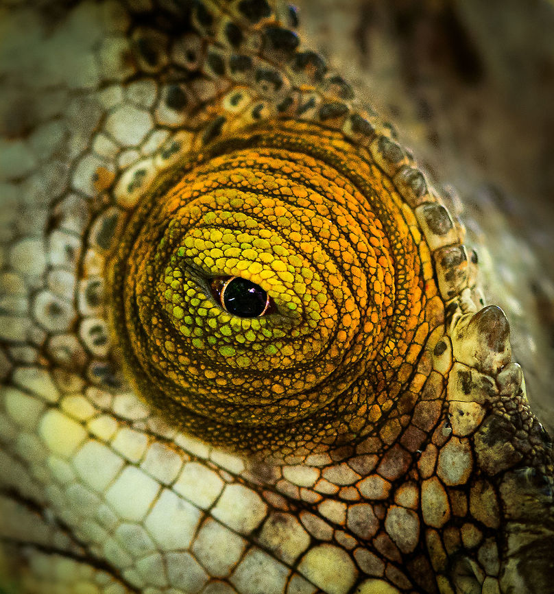 Parsons chameleon - eye closeup, Pyreras Reserve, Madagascar A very beautiful, very large male individual of the heaviest chameleon species in the world. This species is large enough to consider small mammals, birds and other reptiles as part of its diet. It will probably not spent a lot of time considering anything, instead catapult its tongue at anything moving.<br />
<br />
There&#039;s multiple variants of this species, this one is aptly called &quot;orange eye&quot;.<br />
<figure class="photo"><a href="https://www.jungledragon.com/image/85454/parsons_chameleon_-_male_pyreras_reserve_madagascar.html" title="Parsons chameleon - male, Pyreras Reserve, Madagascar"><img src="https://s3.amazonaws.com/media.jungledragon.com/images/2/85454_thumb.jpg?AWSAccessKeyId=05GMT0V3GWVNE7GGM1R2&Expires=1759968010&Signature=o0ipzq%2BqLD37ePSvsKMgUgJsmPI%3D" width="200" height="150" alt="Parsons chameleon - male, Pyreras Reserve, Madagascar A very beautiful, very large male individual of the heaviest chameleon species in the world. This species is large enough to consider small mammals, birds and other reptiles as part of its diet. It will probably not spent a lot of time considering anything, instead catapult its tongue at anything moving.<br />
<br />
There&#039;s multiple variants of this species, this one is aptly called &quot;orange eye&quot;.<br />
https://www.jungledragon.com/image/85453/parsons_chameleon_-_male_closeup_pyreras_reserve_madagascar.html<br />
https://www.jungledragon.com/image/85455/parsons_chameleon_-_eye_closeup_pyreras_reserve_madagascar.html Africa,Calumma parsonii,Geotagged,Madagascar,Madagascar 2019,Parsons chameleon,Pyreras Reserve,Winter,World" /></a></figure><br />
<figure class="photo"><a href="https://www.jungledragon.com/image/85453/parsons_chameleon_-_male_closeup_pyreras_reserve_madagascar.html" title="Parsons chameleon - male closeup, Pyreras Reserve, Madagascar"><img src="https://s3.amazonaws.com/media.jungledragon.com/images/2/85453_thumb.jpg?AWSAccessKeyId=05GMT0V3GWVNE7GGM1R2&Expires=1759968010&Signature=6O8Feyptw6uxsj7MjFyxn9X4TnY%3D" width="200" height="184" alt="Parsons chameleon - male closeup, Pyreras Reserve, Madagascar A very beautiful, very large male individual of the heaviest chameleon species in the world. This species is large enough to consider small mammals, birds and other reptiles as part of its diet. It will probably not spent a lot of time considering anything, instead catapult its tongue at anything moving.<br />
<br />
There&#039;s multiple variants of this species, this one is aptly called &quot;orange eye&quot;.<br />
https://www.jungledragon.com/image/85454/parsons_chameleon_-_male_pyreras_reserve_madagascar.html<br />
https://www.jungledragon.com/image/85455/parsons_chameleon_-_eye_closeup_pyreras_reserve_madagascar.html Africa,Calumma parsonii,Geotagged,Madagascar,Madagascar 2019,Parsons chameleon,Pyreras Reserve,Winter,World" /></a></figure> Africa,Calumma parsonii,Geotagged,Madagascar,Madagascar 2019,Parsons chameleon,Pyreras Reserve,Winter,World
