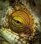 Parsons chameleon - eye closeup, Pyreras Reserve, Madagascar A very beautiful, very large male individual of the heaviest chameleon species in the world. This species is large enough to consider small mammals, birds and other reptiles as part of its diet. It will probably not spent a lot of time considering anything, instead catapult its tongue at anything moving.<br />
<br />
There's multiple variants of this species, this one is aptly called "orange eye".<br />
https://www.jungledragon.com/image/85454/parsons_chameleon_-_male_pyreras_reserve_madagascar.html<br />
https://www.jungledragon.com/image/85453/parsons_chameleon_-_male_closeup_pyreras_reserve_madagascar.html Africa,Calumma parsonii,Geotagged,Madagascar,Madagascar 2019,Parsons chameleon,Pyreras Reserve,Winter,World