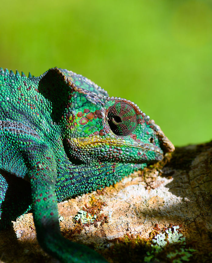 Male Panther Chameleon, Pyreras Reserve, Madagascar For this species, the female is more vibrant than the male and about twice as large. It&#039;s interesting how sexual dimorphism is not consistent across chameleon species as the opposite is true for some other species.<br />
<br />
The colors of the males are locale based. This green color is generally associated with the region Ambilobe, Antsiranana, and Sambava.<br />
<br />
This species has remarkable eyes that look like turret guns, with only a pinhole to see through. They can spot an insect as far as 5-10m away, which is extremely far for a reptile.<br />
<br />
Female:<br />
<figure class="photo"><a href="https://www.jungledragon.com/image/85490/female_panther_chameleon_pyreras_reserve_madagascar.html" title="Female Panther Chameleon, Pyreras Reserve, Madagascar"><img src="https://s3.amazonaws.com/media.jungledragon.com/images/2/85490_thumb.jpg?AWSAccessKeyId=05GMT0V3GWVNE7GGM1R2&Expires=1759968010&Signature=zCh2%2FmRb8Y0SJ4sslKdpASu4VF4%3D" width="200" height="134" alt="Female Panther Chameleon, Pyreras Reserve, Madagascar Although females of this species are described as dull compared to the male, bright orange does not immediately bring to mind the term &quot;dull&quot;. What they probably mean is that female color diversity is less, it ranges from brown to orange whilst males have more radically different primary colors. <br />
https://www.jungledragon.com/image/85489/female_panther_chameleon_-_head_pyreras_reserve_madagascar.html<br />
https://www.jungledragon.com/image/85488/female_panther_chameleon_-_turret_eye_pyreras_reserve_madagascar.html<br />
<br />
https://www.youtube.com/watch?v=wfQodjDmF-Y Africa,Furcifer pardalis,Geotagged,Madagascar,Madagascar 2019,Panther chameleon,Pyreras Reserve,Winter,World" /></a></figure><br />
Red male variant:<br />
<br />
<figure class="photo"><a href="https://www.jungledragon.com/image/85494/red_male_panther_chameleon_pyreras_reserve_madagascar.html" title="Red Male Panther Chameleon, Pyreras Reserve, Madagascar"><img src="https://s3.amazonaws.com/media.jungledragon.com/images/2/85494_thumb.jpg?AWSAccessKeyId=05GMT0V3GWVNE7GGM1R2&Expires=1759968010&Signature=F1HoV40Xp%2FlAb%2BMZIyhoPCjqJlE%3D" width="200" height="134" alt="Red Male Panther Chameleon, Pyreras Reserve, Madagascar The red color variant of the male Panther Chameleon, which is associated with the region  Maroantsetra and Tamatave. <br />
https://www.jungledragon.com/image/85493/red_male_panther_chameleon_-_turret_eye_pyreras_reserve_madagascar.html<br />
Green male variant:<br />
<br />
https://www.jungledragon.com/image/85484/male_panther_chameleon_pyreras_reserve_madagascar.html<br />
Female:<br />
<br />
https://www.jungledragon.com/image/85490/female_panther_chameleon_pyreras_reserve_madagascar.html Africa,Furcifer pardalis,Geotagged,Madagascar,Madagascar 2019,Panther chameleon,Pyreras Reserve,Winter,World" /></a></figure> Africa,Furcifer pardalis,Geotagged,Madagascar,Madagascar 2019,Panther chameleon,Pyreras Reserve,Winter,World