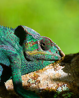 Male Panther Chameleon, Pyreras Reserve, Madagascar For this species, the female is more vibrant than the male and about twice as large. It's interesting how sexual dimorphism is not consistent across chameleon species as the opposite is true for some other species.

The colors of the males are locale based. This green color is generally associated with the region Ambilobe, Antsiranana, and Sambava.

This species has remarkable eyes that look like turret guns, with only a pinhole to see through. They can spot an insect as far as 5-10m away, which is extremely far for a reptile.

Female:
https://www.jungledragon.com/image/85490/female_panther_chameleon_pyreras_reserve_madagascar.html
Red male variant:

https://www.jungledragon.com/image/85494/red_male_panther_chameleon_pyreras_reserve_madagascar.html Africa,Furcifer pardalis,Geotagged,Madagascar,Madagascar 2019,Panther chameleon,Pyreras Reserve,Winter,World