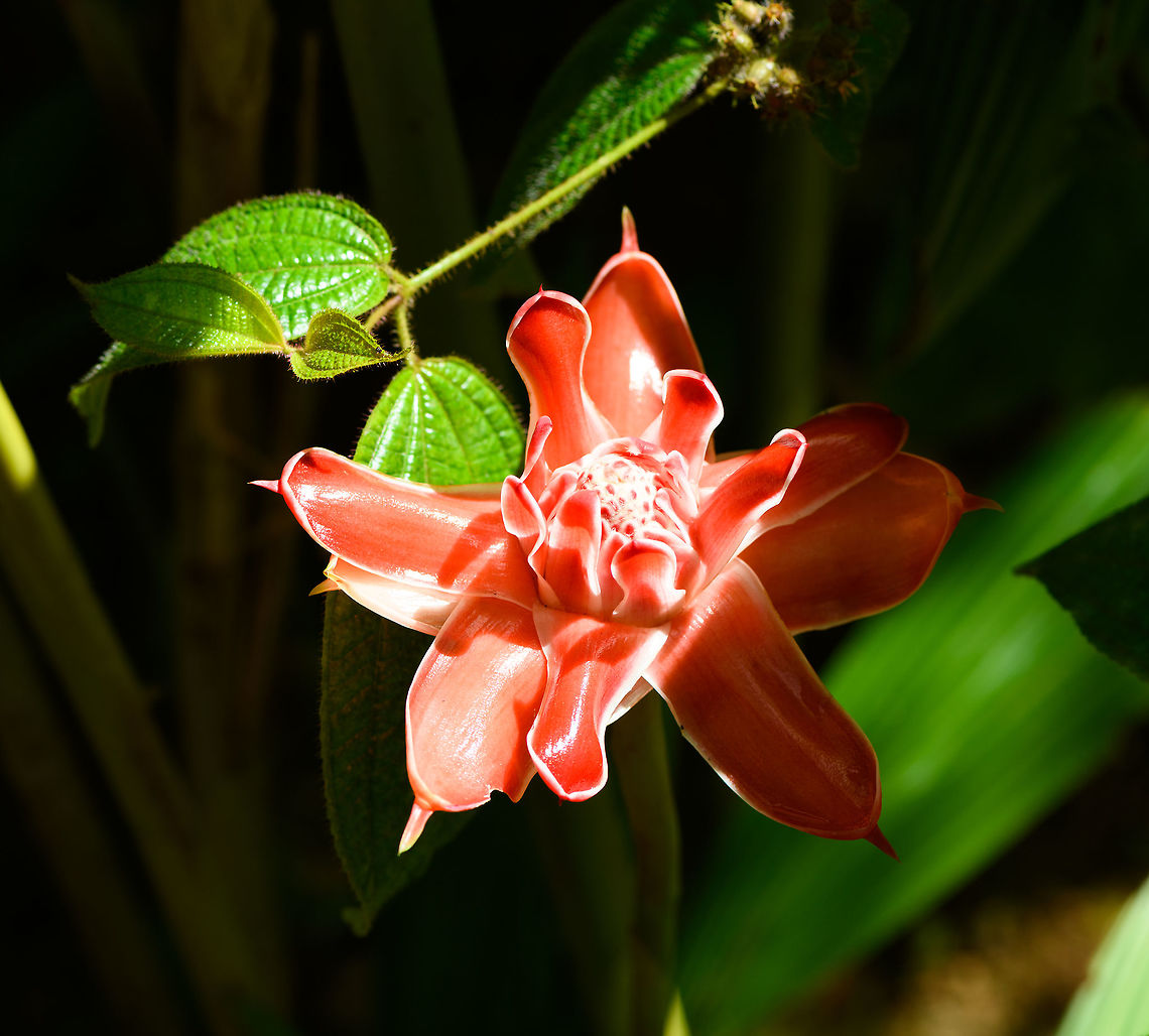Philippine wax flower, Pyreras Reserve, Madagascar Cultivated. Africa,Etlingera elatior,Geotagged,Madagascar,Madagascar 2019,Pyreras Reserve,Winter,World