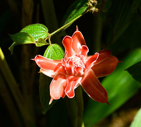 Philippine wax flower, Pyreras Reserve, Madagascar Cultivated. Africa,Etlingera elatior,Geotagged,Madagascar,Madagascar 2019,Pyreras Reserve,Winter,World