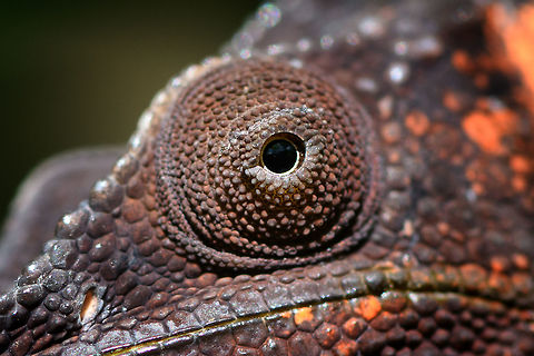 Female Panther Chameleon - turret eye, Pyreras Reserve, Madagascar Although females of this species are described as dull compared to the male, bright orange does not immediately bring to mind the term "dull". What they probably mean is that female color diversity is less, it ranges from brown to orange whilst males have more radically different primary colors. 
https://www.jungledragon.com/image/85490/female_panther_chameleon_pyreras_reserve_madagascar.html
https://www.jungledragon.com/image/85489/female_panther_chameleon_-_head_pyreras_reserve_madagascar.html

https://www.youtube.com/watch?v=wfQodjDmF-Y Africa,Furcifer pardalis,Geotagged,Madagascar,Madagascar 2019,Panther chameleon,Pyreras Reserve,Winter,World