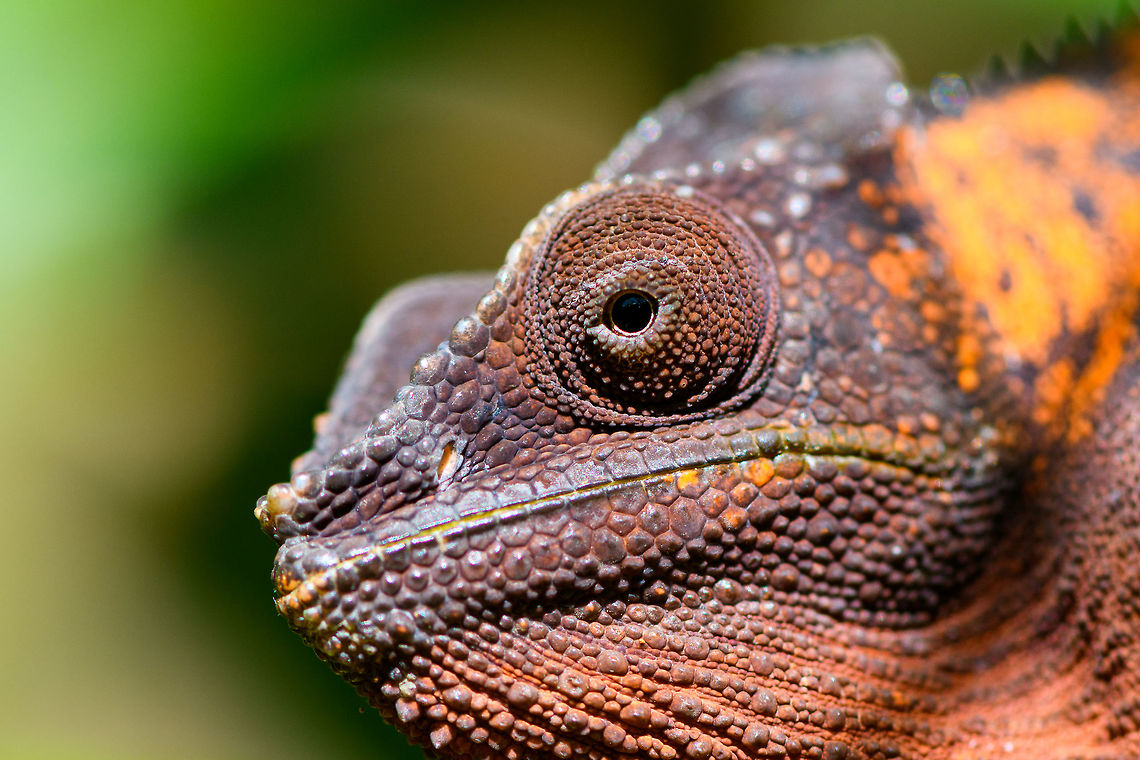 Female Panther Chameleon - head, Pyreras Reserve, Madagascar Although females of this species are described as dull compared to the male, bright orange does not immediately bring to mind the term &quot;dull&quot;. What they probably mean is that female color diversity is less, it ranges from brown to orange whilst males have more radically different primary colors. <br />
<figure class="photo"><a href="https://www.jungledragon.com/image/85490/female_panther_chameleon_pyreras_reserve_madagascar.html" title="Female Panther Chameleon, Pyreras Reserve, Madagascar"><img src="https://s3.amazonaws.com/media.jungledragon.com/images/2/85490_thumb.jpg?AWSAccessKeyId=05GMT0V3GWVNE7GGM1R2&Expires=1769040010&Signature=hrogBK819AtJfQUOyvAulKZFeTA%3D" width="200" height="134" alt="Female Panther Chameleon, Pyreras Reserve, Madagascar Although females of this species are described as dull compared to the male, bright orange does not immediately bring to mind the term &quot;dull&quot;. What they probably mean is that female color diversity is less, it ranges from brown to orange whilst males have more radically different primary colors. <br />
https://www.jungledragon.com/image/85489/female_panther_chameleon_-_head_pyreras_reserve_madagascar.html<br />
https://www.jungledragon.com/image/85488/female_panther_chameleon_-_turret_eye_pyreras_reserve_madagascar.html<br />
<br />
https://www.youtube.com/watch?v=wfQodjDmF-Y Africa,Furcifer pardalis,Geotagged,Madagascar,Madagascar 2019,Panther chameleon,Pyreras Reserve,Winter,World" /></a></figure><br />
<figure class="photo"><a href="https://www.jungledragon.com/image/85488/female_panther_chameleon_-_turret_eye_pyreras_reserve_madagascar.html" title="Female Panther Chameleon - turret eye, Pyreras Reserve, Madagascar"><img src="https://s3.amazonaws.com/media.jungledragon.com/images/2/85488_thumb.jpg?AWSAccessKeyId=05GMT0V3GWVNE7GGM1R2&Expires=1769040010&Signature=%2FUOPHtSiZXfPCetQbKrS1%2BLDSZ0%3D" width="200" height="134" alt="Female Panther Chameleon - turret eye, Pyreras Reserve, Madagascar Although females of this species are described as dull compared to the male, bright orange does not immediately bring to mind the term &quot;dull&quot;. What they probably mean is that female color diversity is less, it ranges from brown to orange whilst males have more radically different primary colors. <br />
https://www.jungledragon.com/image/85490/female_panther_chameleon_pyreras_reserve_madagascar.html<br />
https://www.jungledragon.com/image/85489/female_panther_chameleon_-_head_pyreras_reserve_madagascar.html<br />
<br />
https://www.youtube.com/watch?v=wfQodjDmF-Y Africa,Furcifer pardalis,Geotagged,Madagascar,Madagascar 2019,Panther chameleon,Pyreras Reserve,Winter,World" /></a></figure><br />
<br />
<section class="video"><iframe width="448" height="282" src="https://www.youtube-nocookie.com/embed/wfQodjDmF-Y?hd=1&autoplay=0&rel=0" frameborder="0" allowfullscreen></iframe></section> Africa,Furcifer pardalis,Geotagged,Madagascar,Madagascar 2019,Panther chameleon,Pyreras Reserve,Winter,World