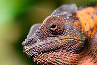 Female Panther Chameleon - head, Pyreras Reserve, Madagascar Although females of this species are described as dull compared to the male, bright orange does not immediately bring to mind the term "dull". What they probably mean is that female color diversity is less, it ranges from brown to orange whilst males have more radically different primary colors. <br />
https://www.jungledragon.com/image/85490/female_panther_chameleon_pyreras_reserve_madagascar.html<br />
https://www.jungledragon.com/image/85488/female_panther_chameleon_-_turret_eye_pyreras_reserve_madagascar.html<br />
<br />
https://www.youtube.com/watch?v=wfQodjDmF-Y Africa,Furcifer pardalis,Geotagged,Madagascar,Madagascar 2019,Panther chameleon,Pyreras Reserve,Winter,World